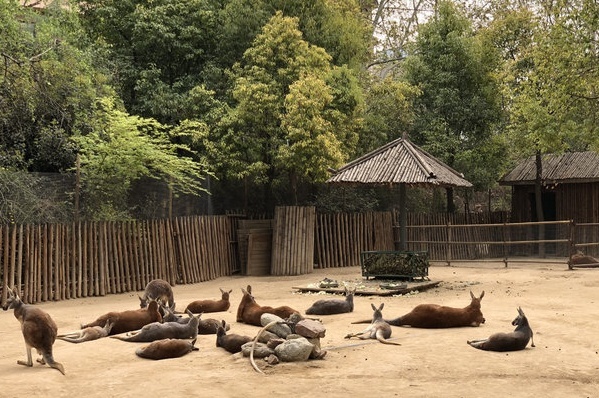 郑州市动物园地方不小，动物种类不算多，就是大型猛兽比较少