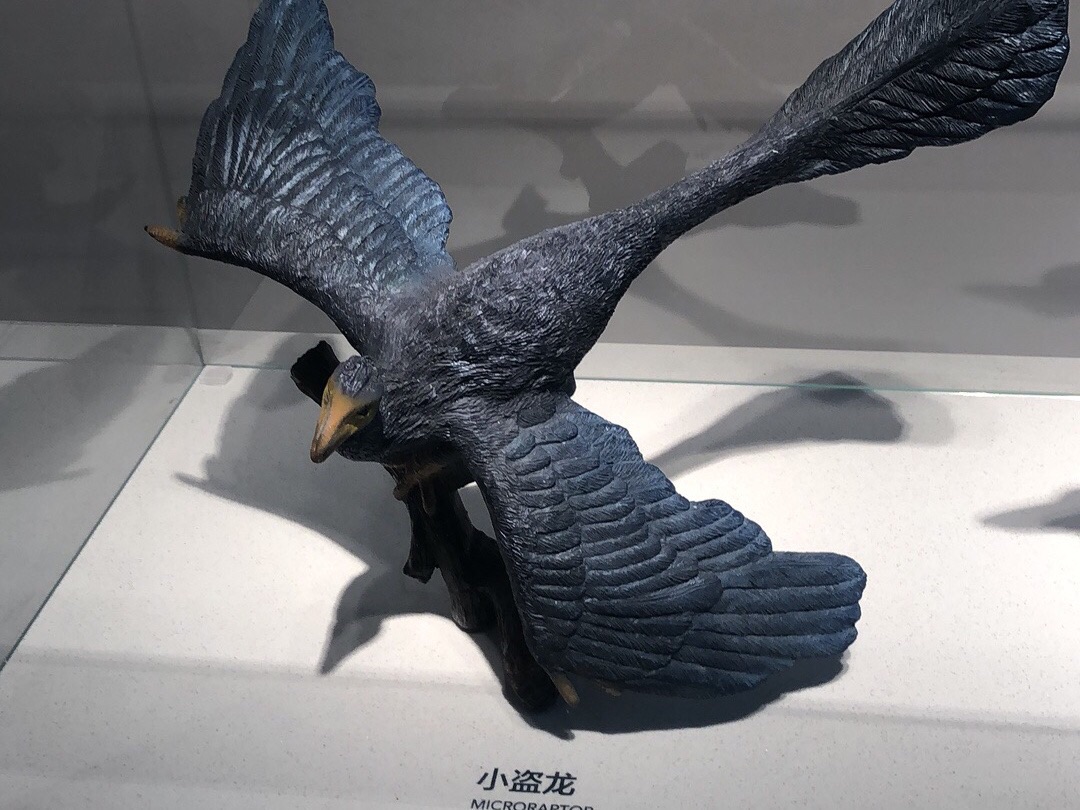 秦皇岛免费博物馆-秦皇岛鸟类博物馆