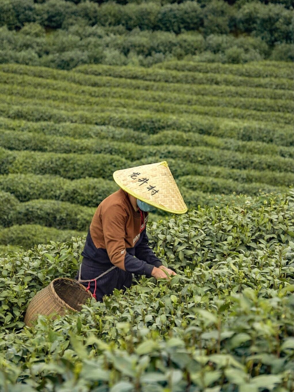 不愧是杭州‼️在满目青葱的茶园里踏青超治愈_龙井茶文化村