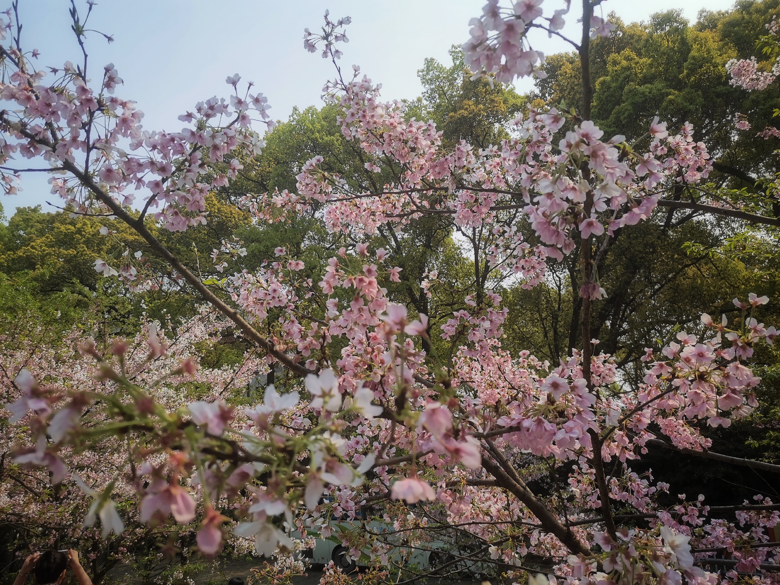 乱花渐欲迷人眼，重庆市区里非常值得去的地方-重庆南山植物园