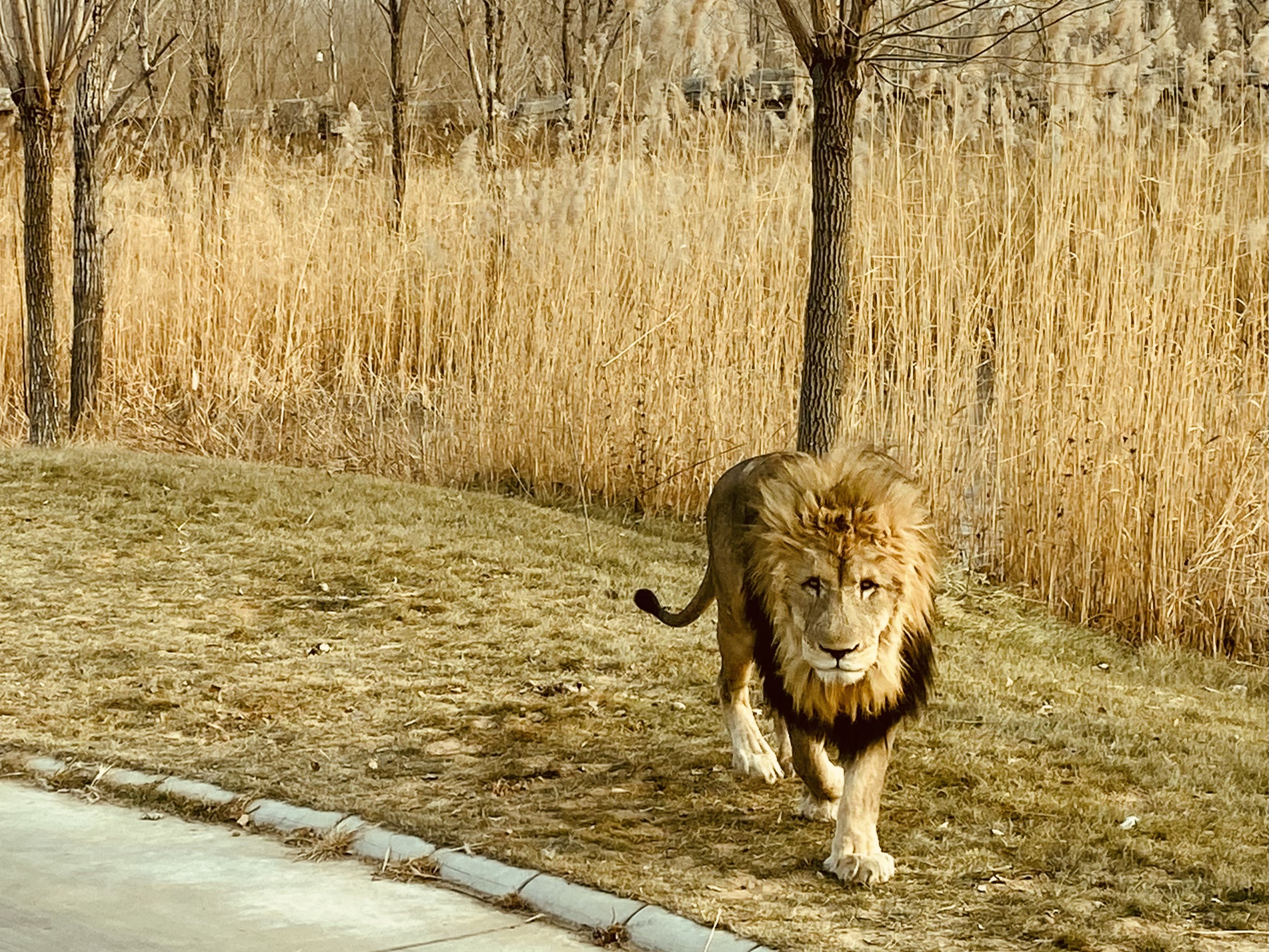 神奇动物在哪里——北京野生动物园欢迎你