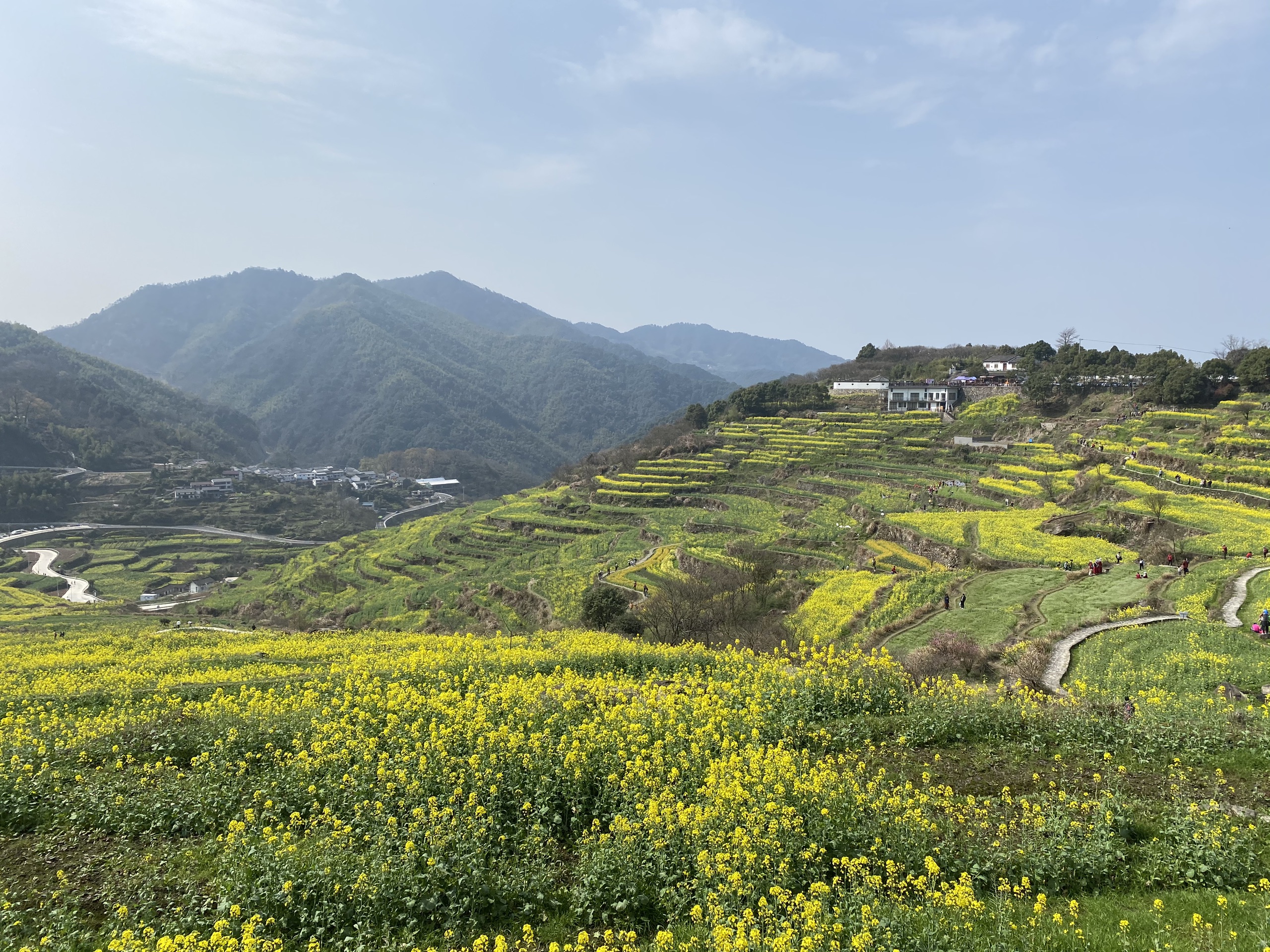 覆卮山-田园空阔无桃李，一段春光属菜花；新年的第一次踏青，金黄的油菜花已经开遍了山野。