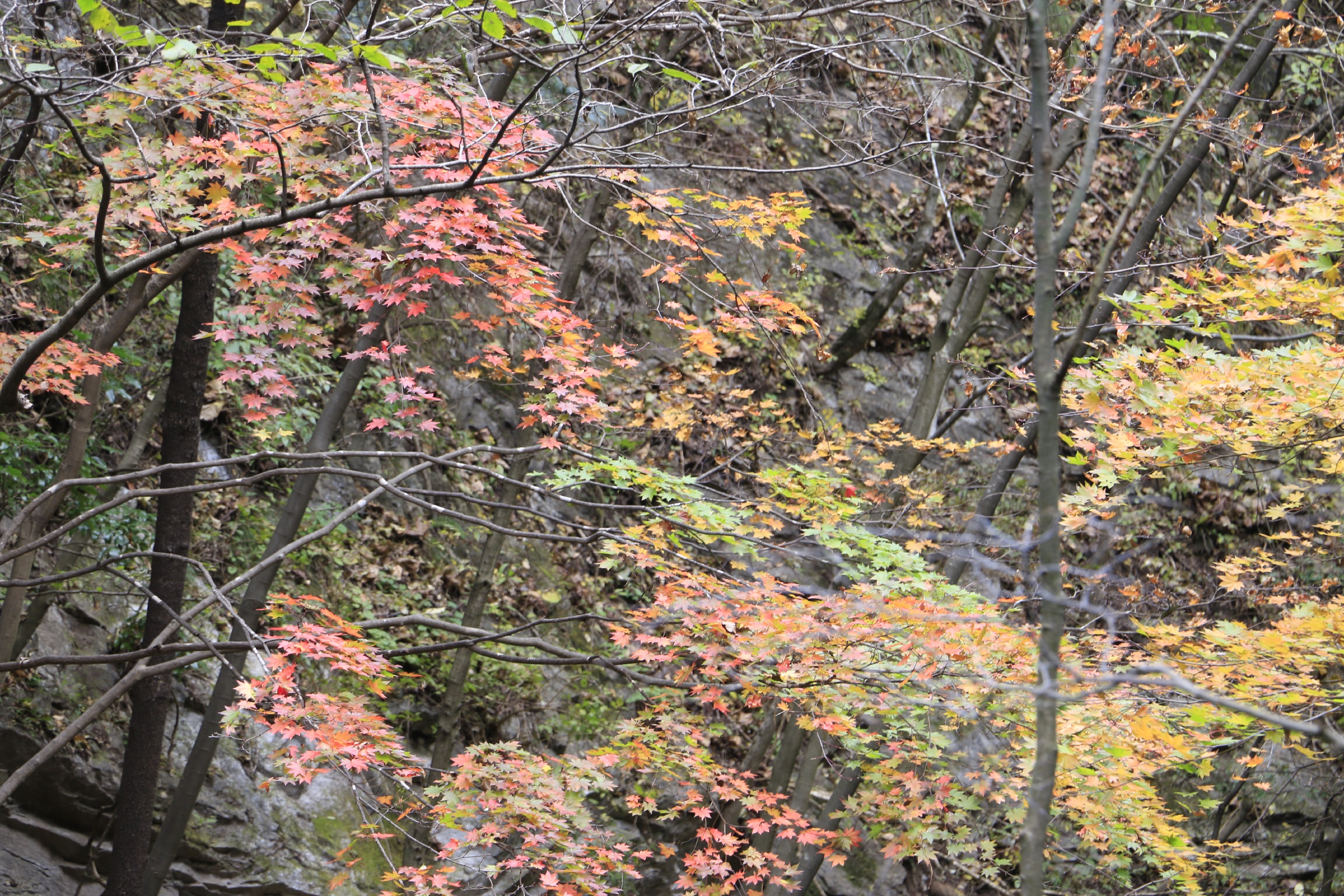 金丝大峡谷，二十多里百个景点！十一月，深秋季节，层林尽染，风光旖旎