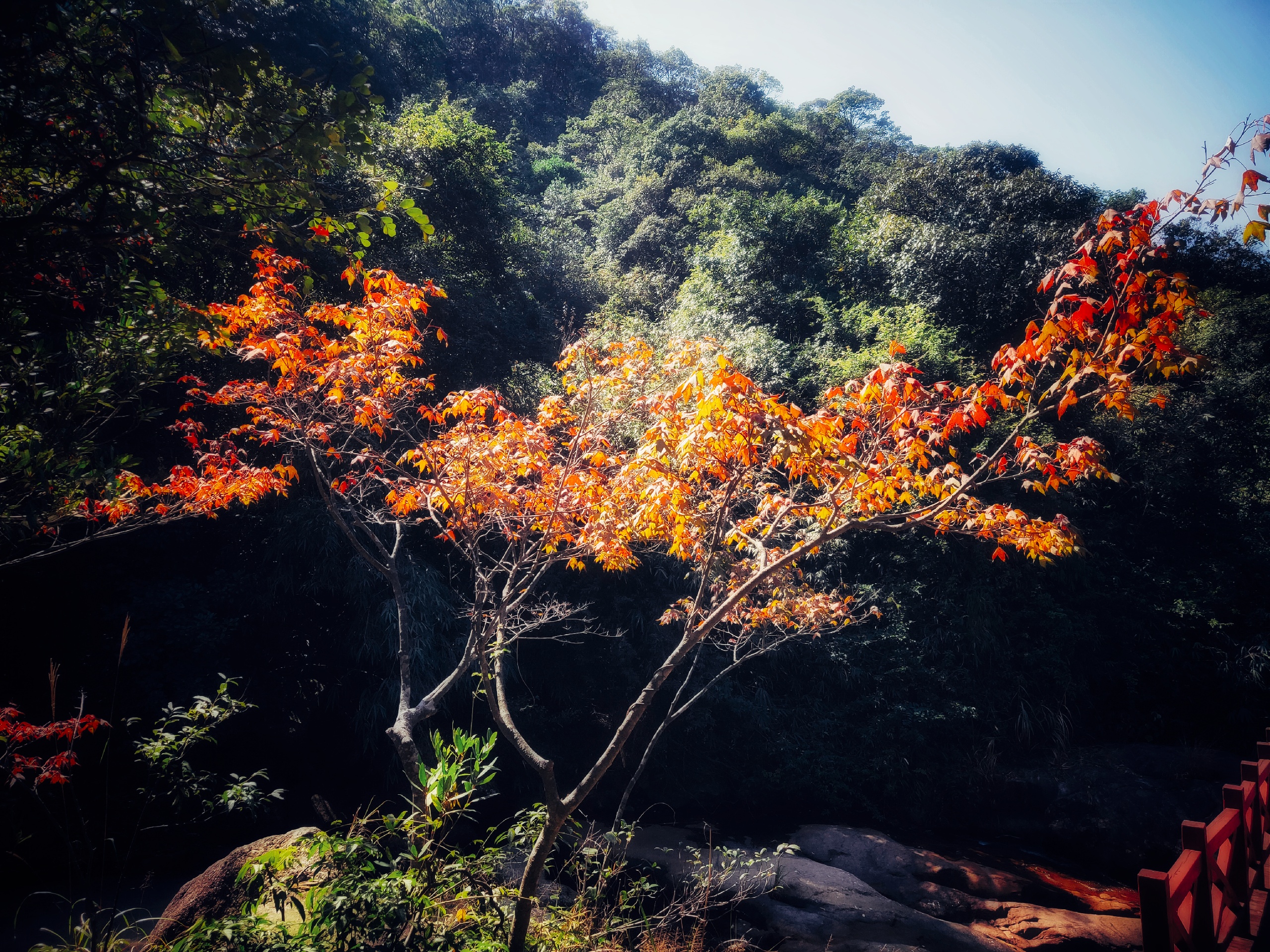 广州周末走进森林深处-石门国家森林公园