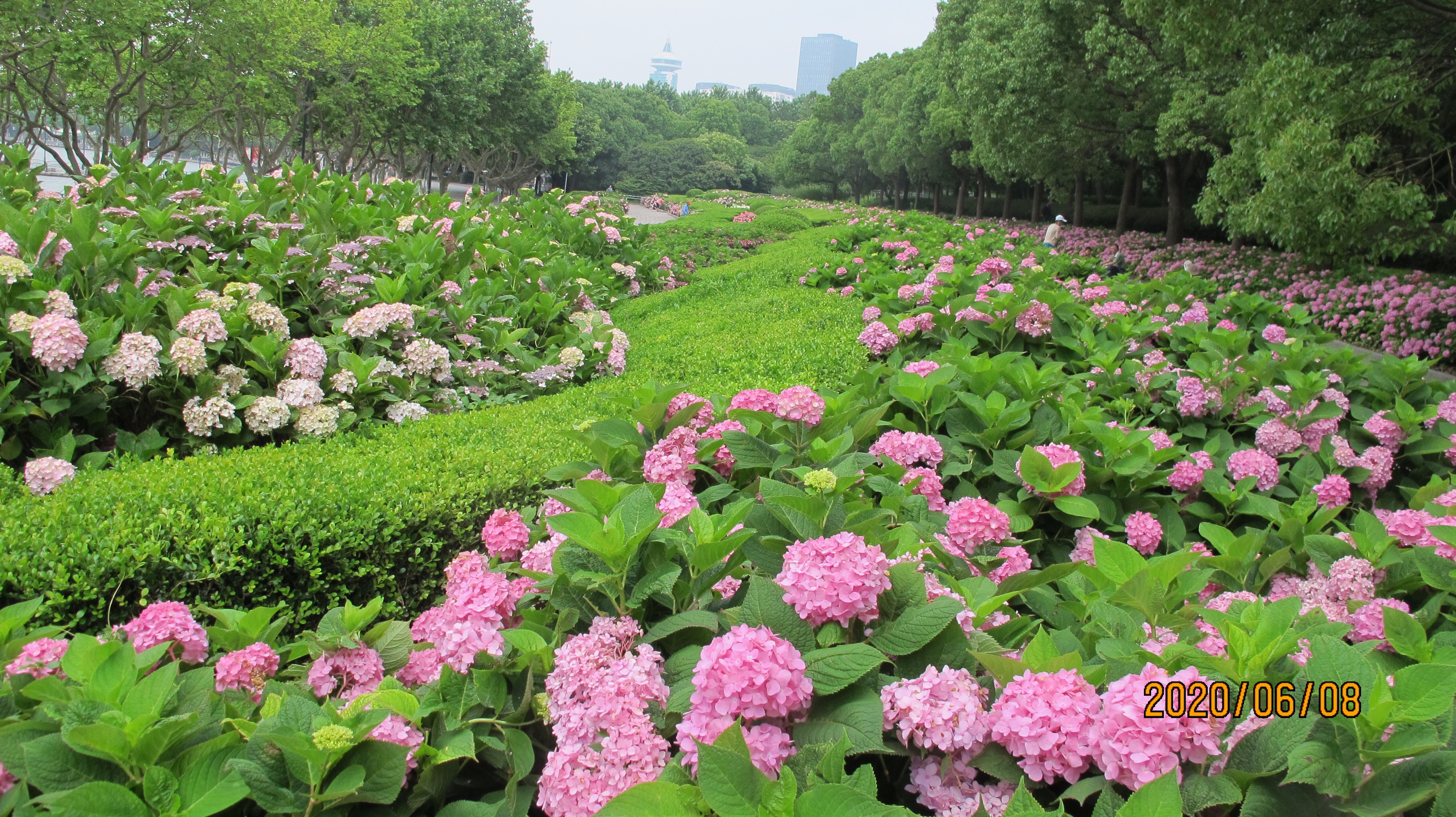 不用去镰仓家门口的绣球花也可以这么好看-上海世纪公园