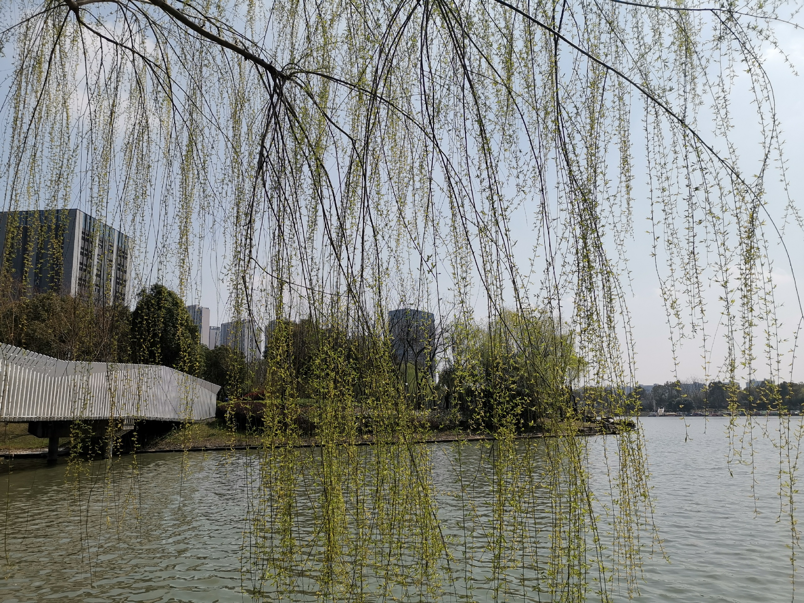 打卡银翔湖公园-湖赠一城春，上海市公园有序开放