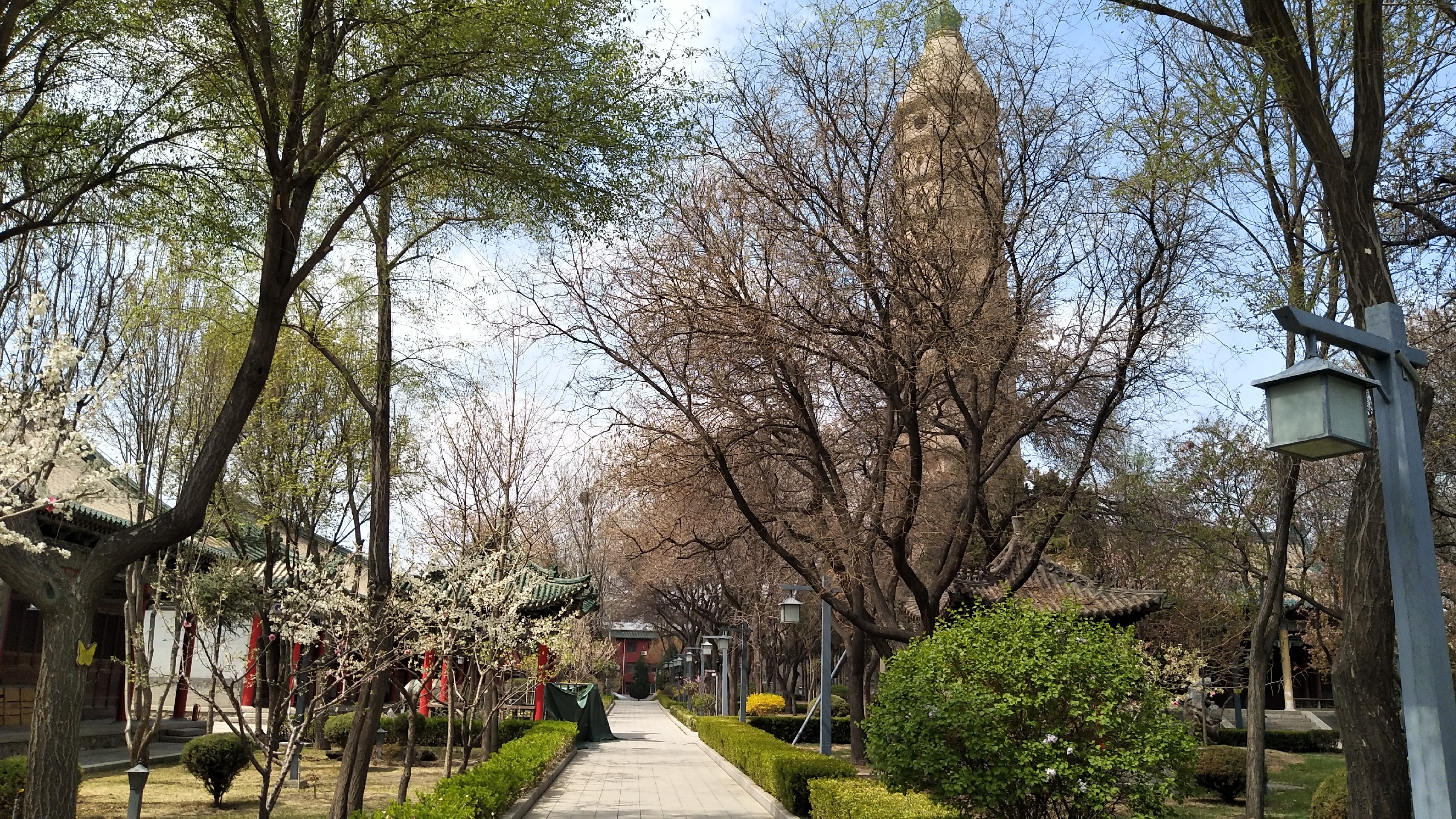 清明时节踏春去，银川市的承天寺里的春色满园