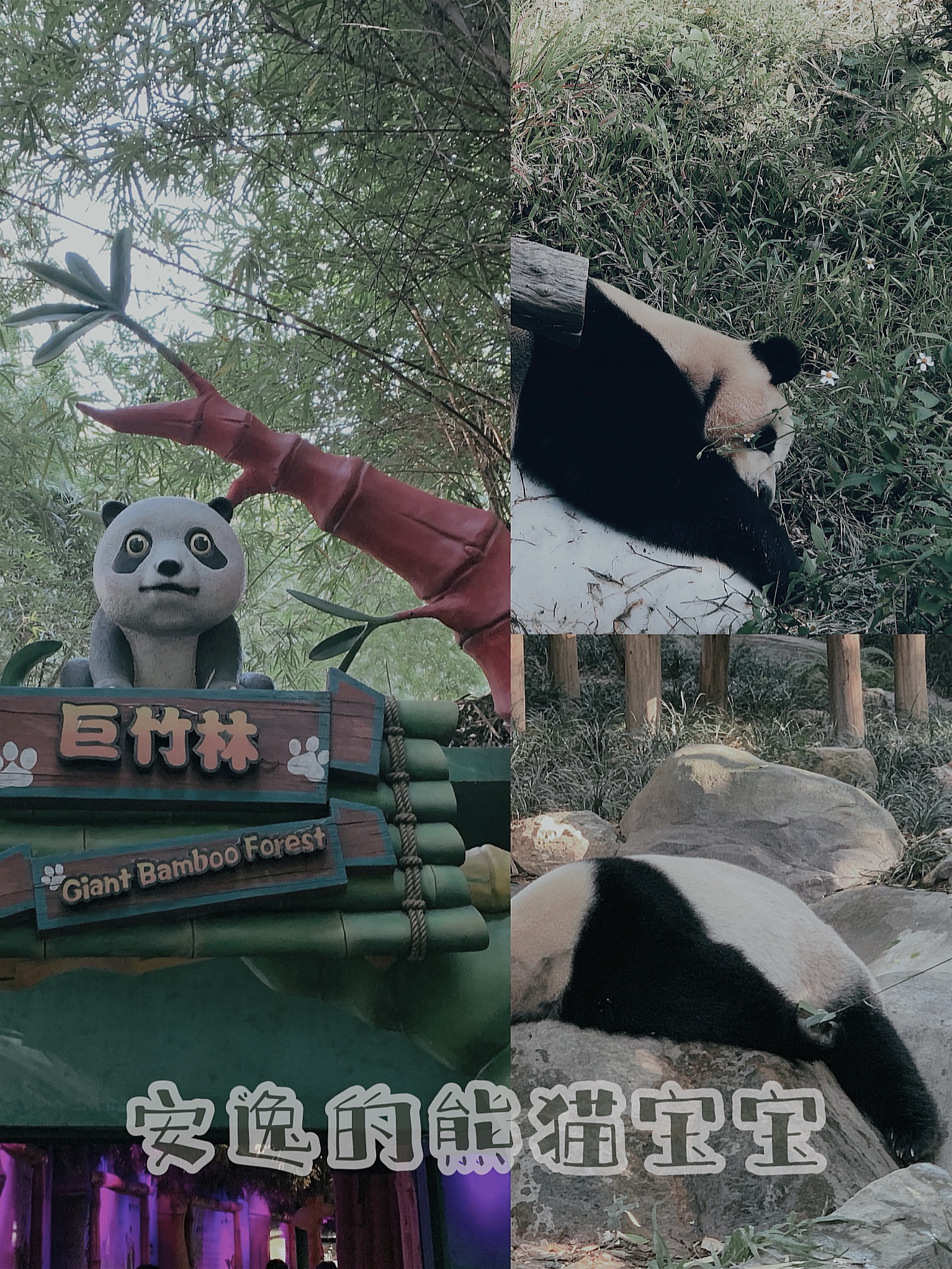 2020终于等到长隆野生动物园开业了一日游玩起来