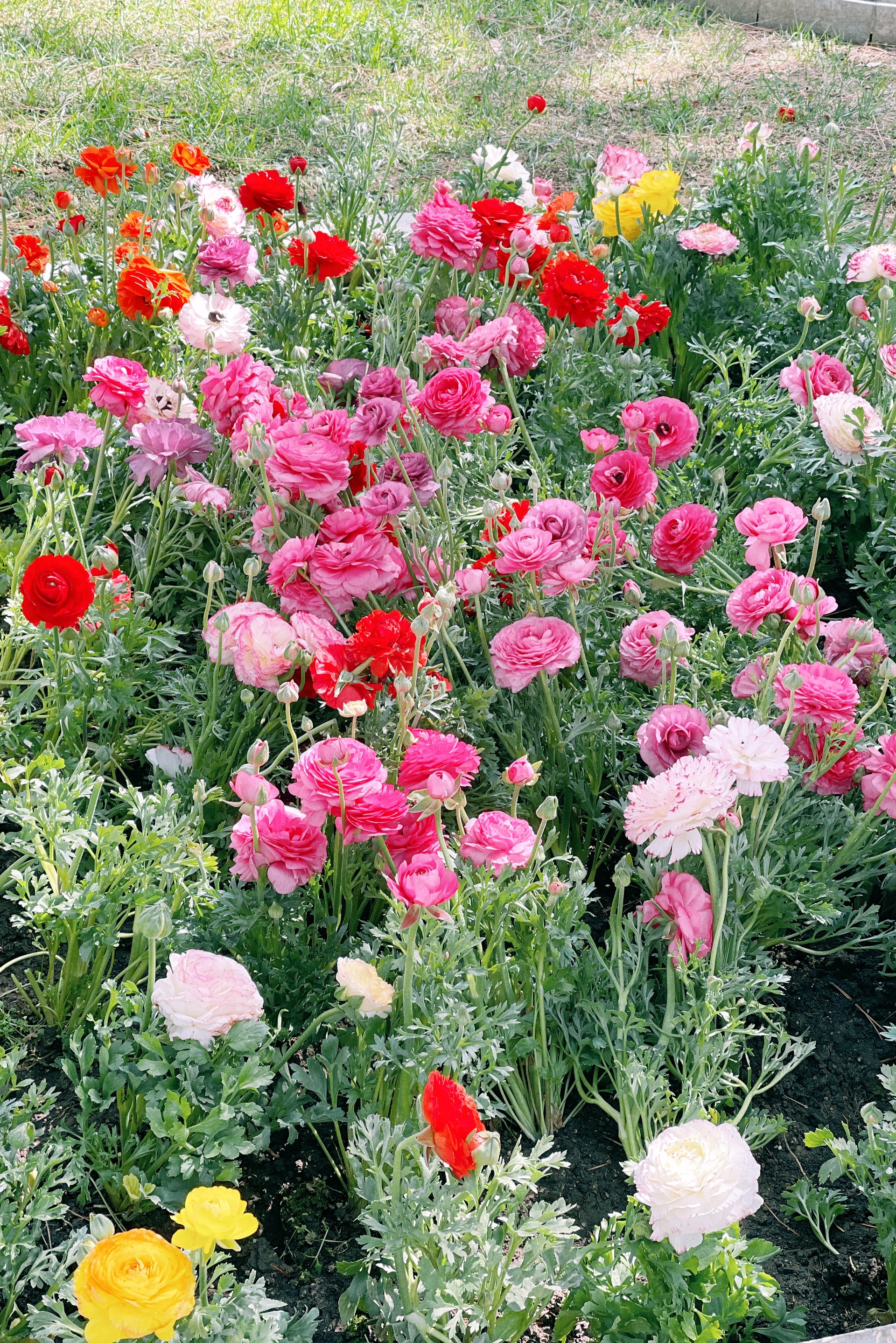 春天必须打卡✔️北京中山公园看花儿朵朵开