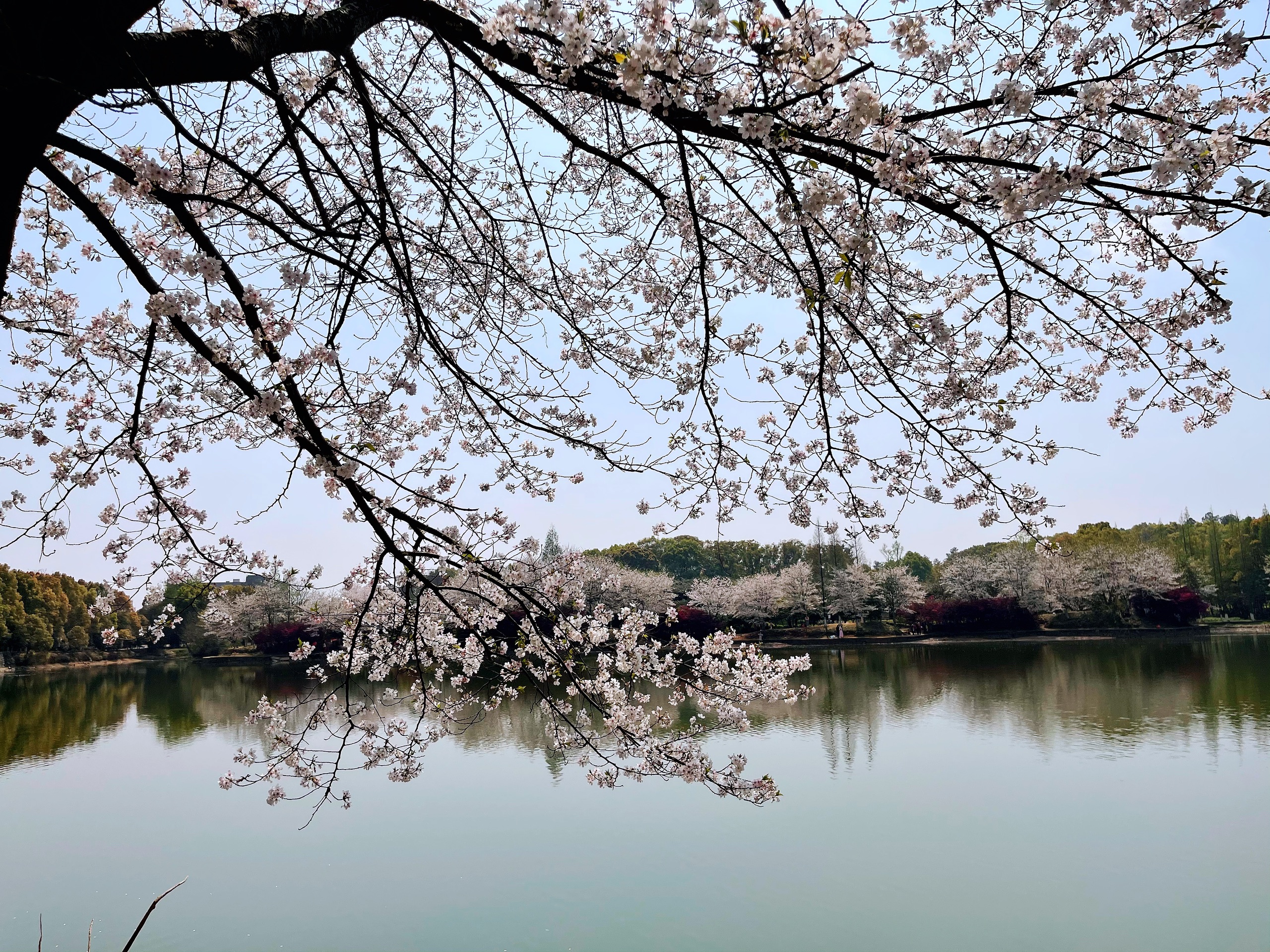 春天的味道 江西省林科院赏樱花