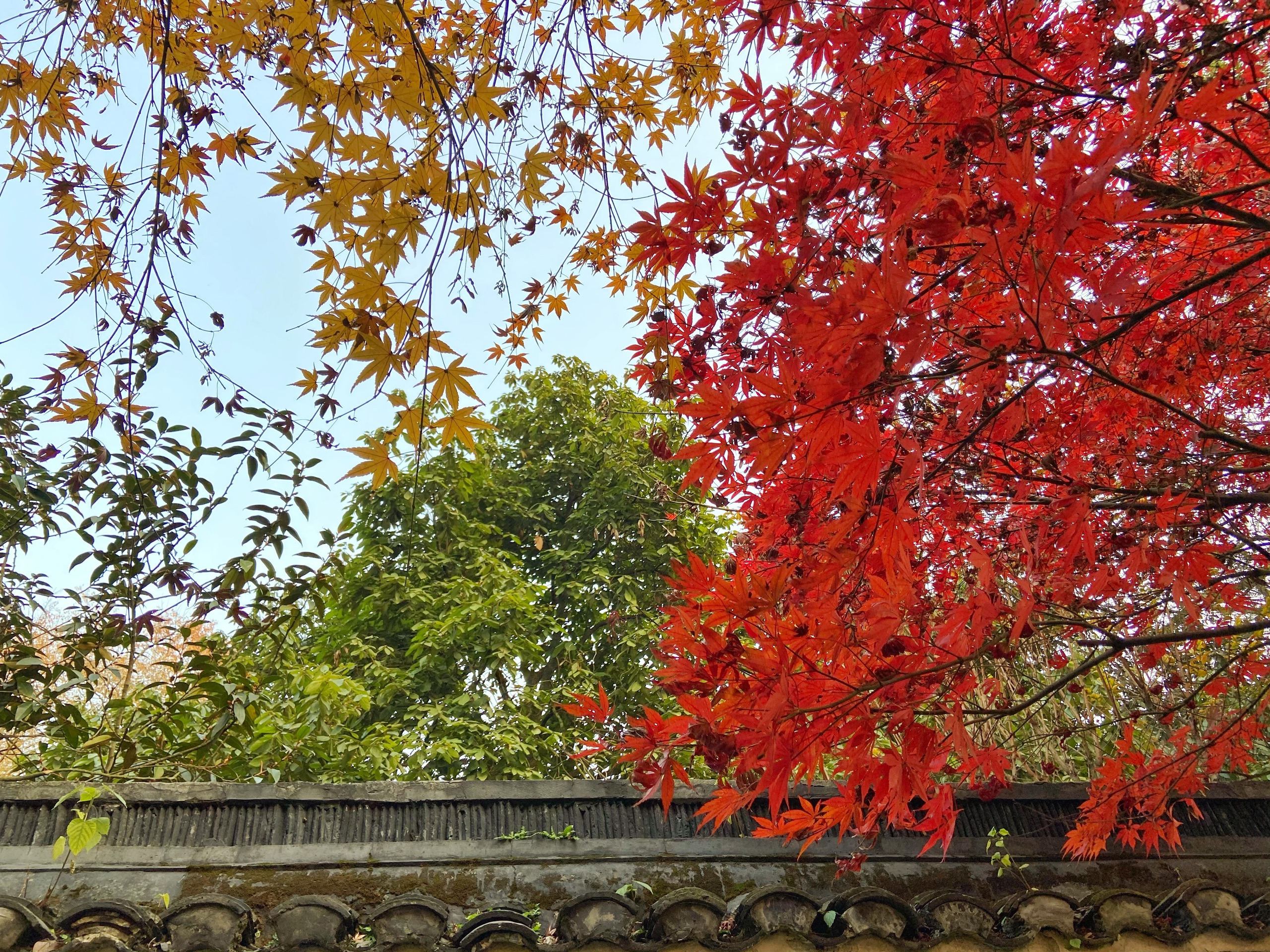 杭州植物园-初冬的杭州，色彩已经迷人到极致，还有乱了阵脚的花果同枝，美美哒