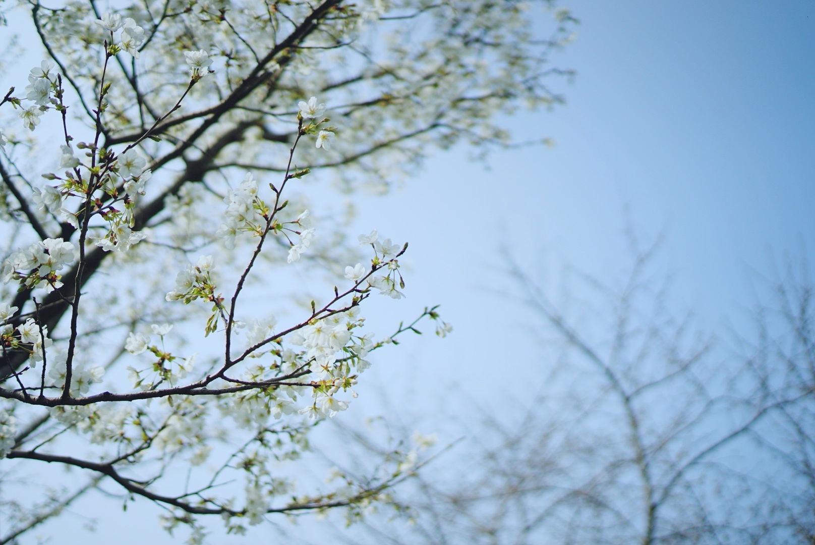 21年3月14为止无锡金匮公园的樱花还没开放