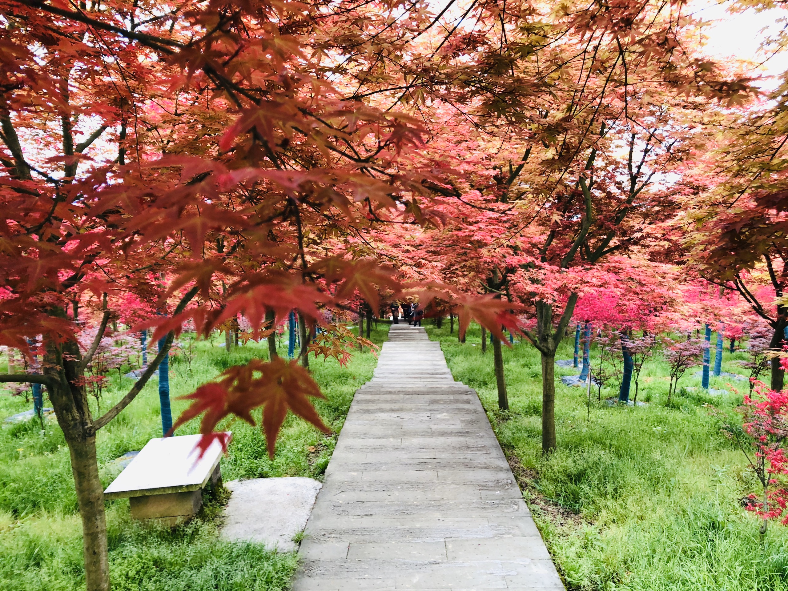 重庆四月也能看红枫 一个地方看枫叶樱花两不误_五洲园