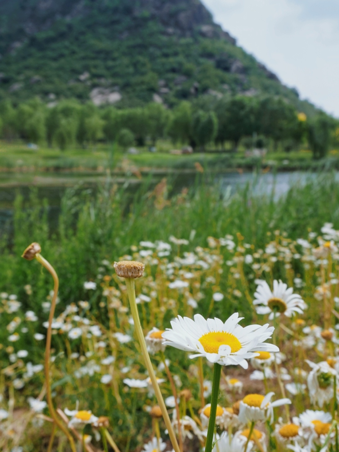 济南周边 | 华山湖小雏菊，初夏最后的浪漫_华山湖打卡游记