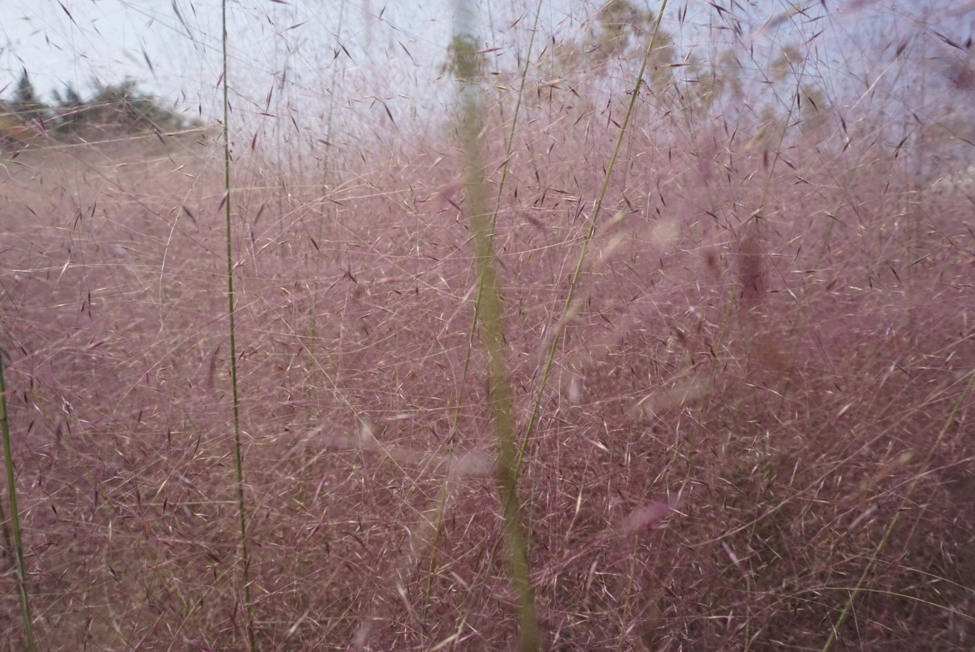 丹灶翰林湖生态园-​图片都是直接相机出图，无滤镜无美颜