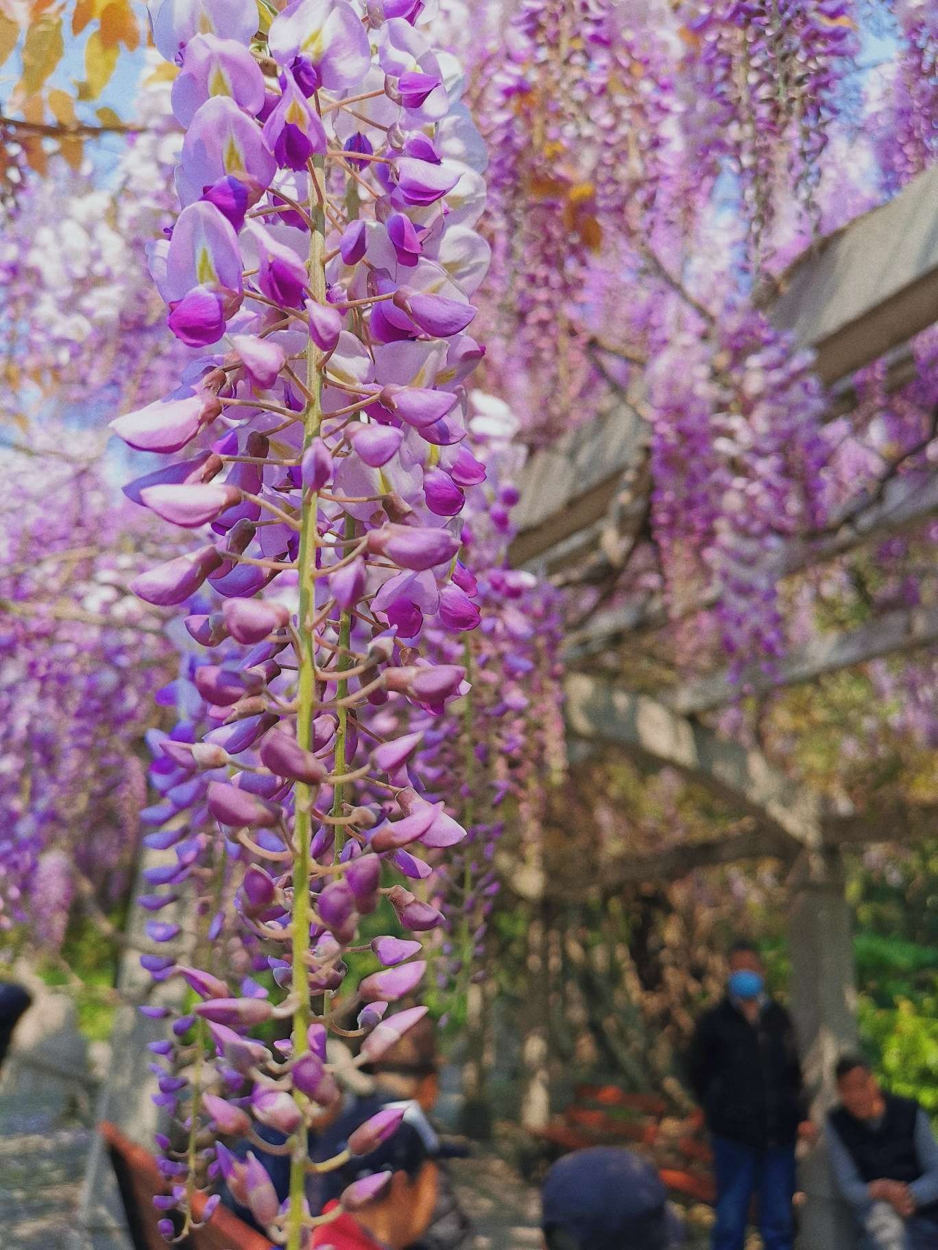 上海市区赏花|紫藤篇_杨浦公园