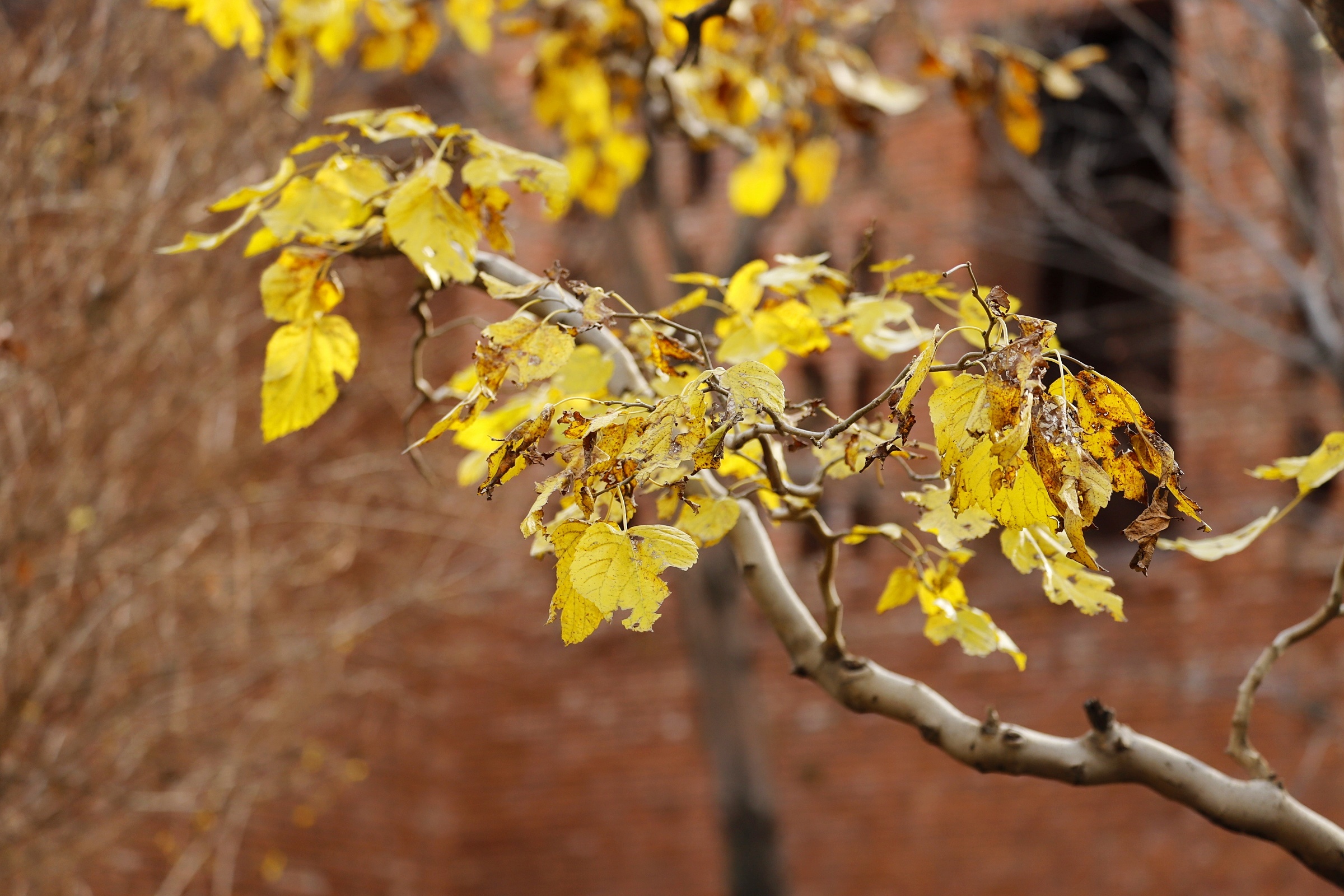 当红砖遇上秋黄便是最美的模样！打卡北京红砖美术馆