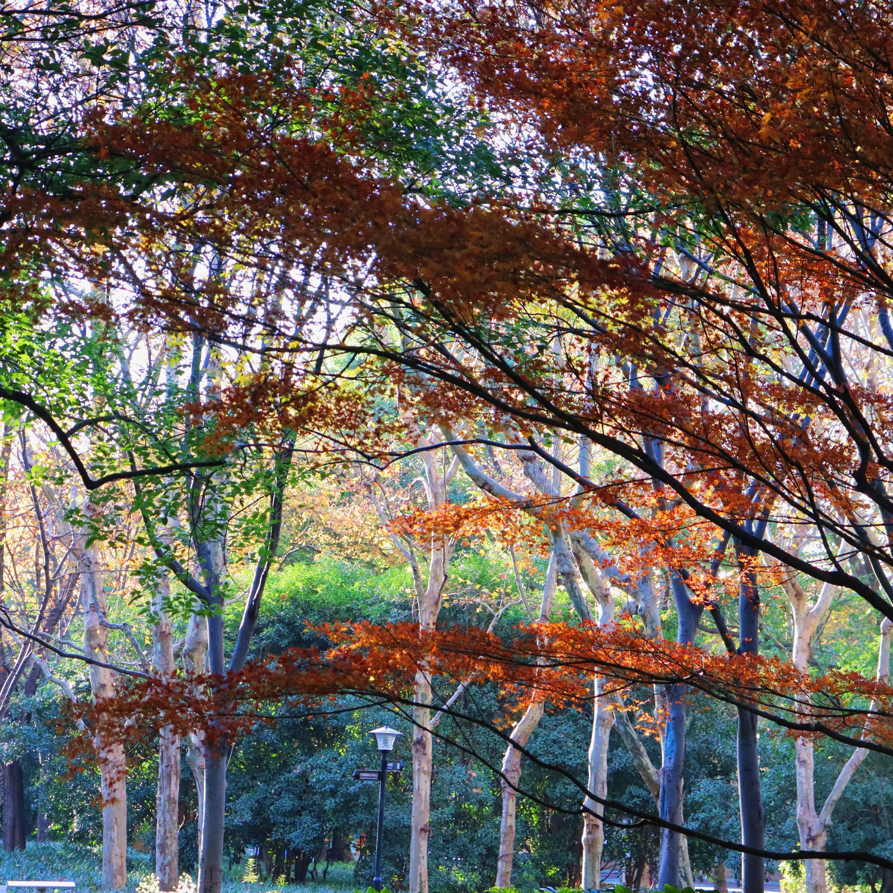 魔都深秋藏在市中心里的“小京都”​_延安中路大型公共绿地
