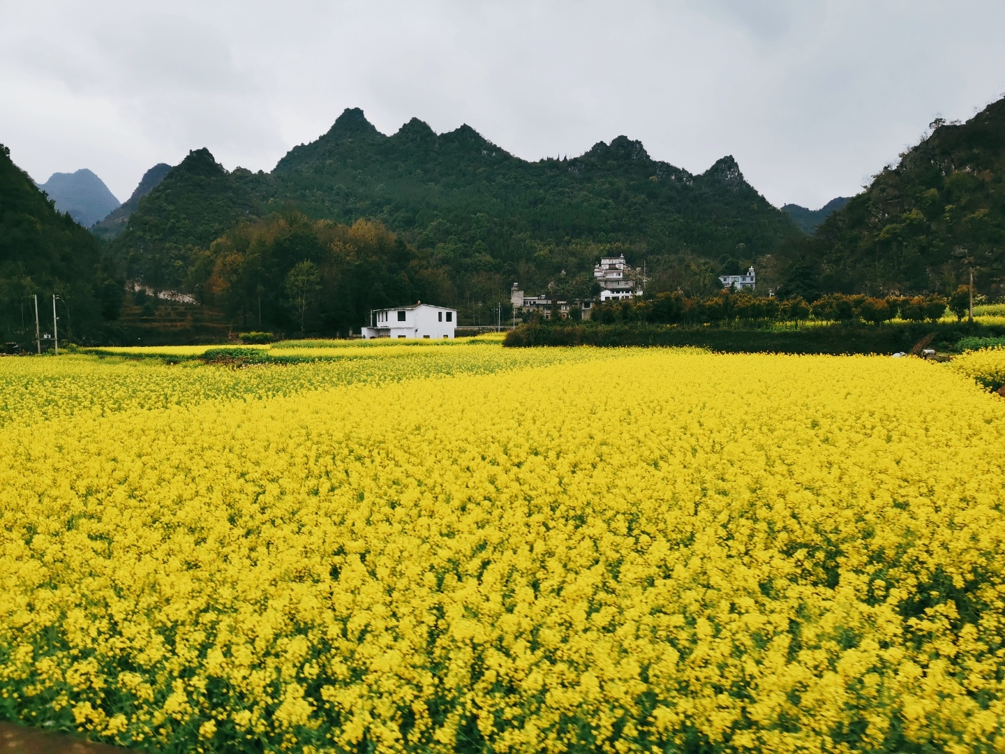 3月在兴义看油菜花_贵州黔西南万峰林风景区看油菜花