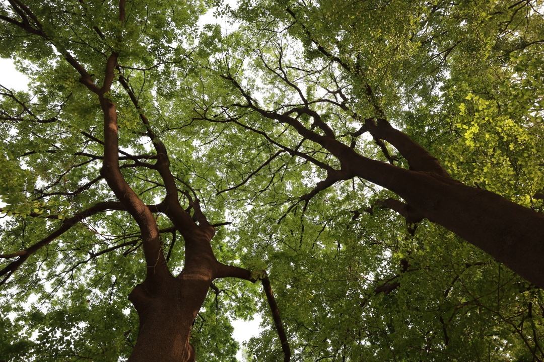 长安公园因为历史比较长园内有许多树龄几十年的参天大树-长安公园