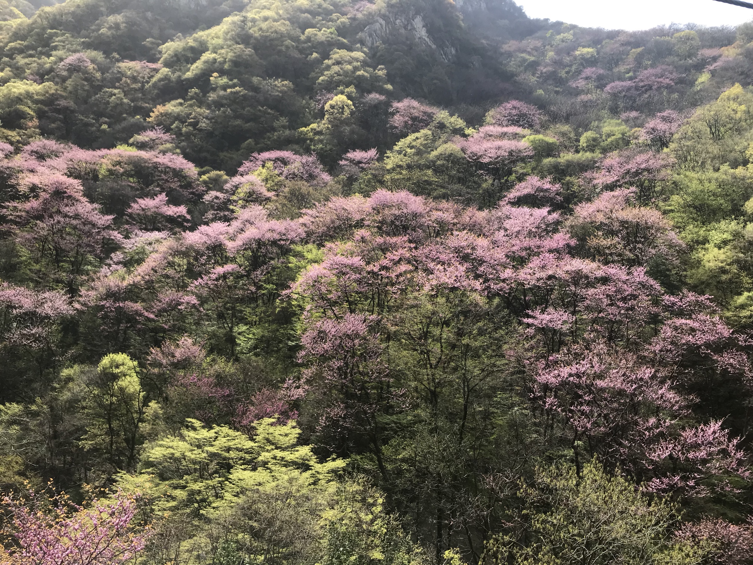 漫山遍野紫荆花-太平国家森林公园由于疫情期间，对外门票免费人比较多