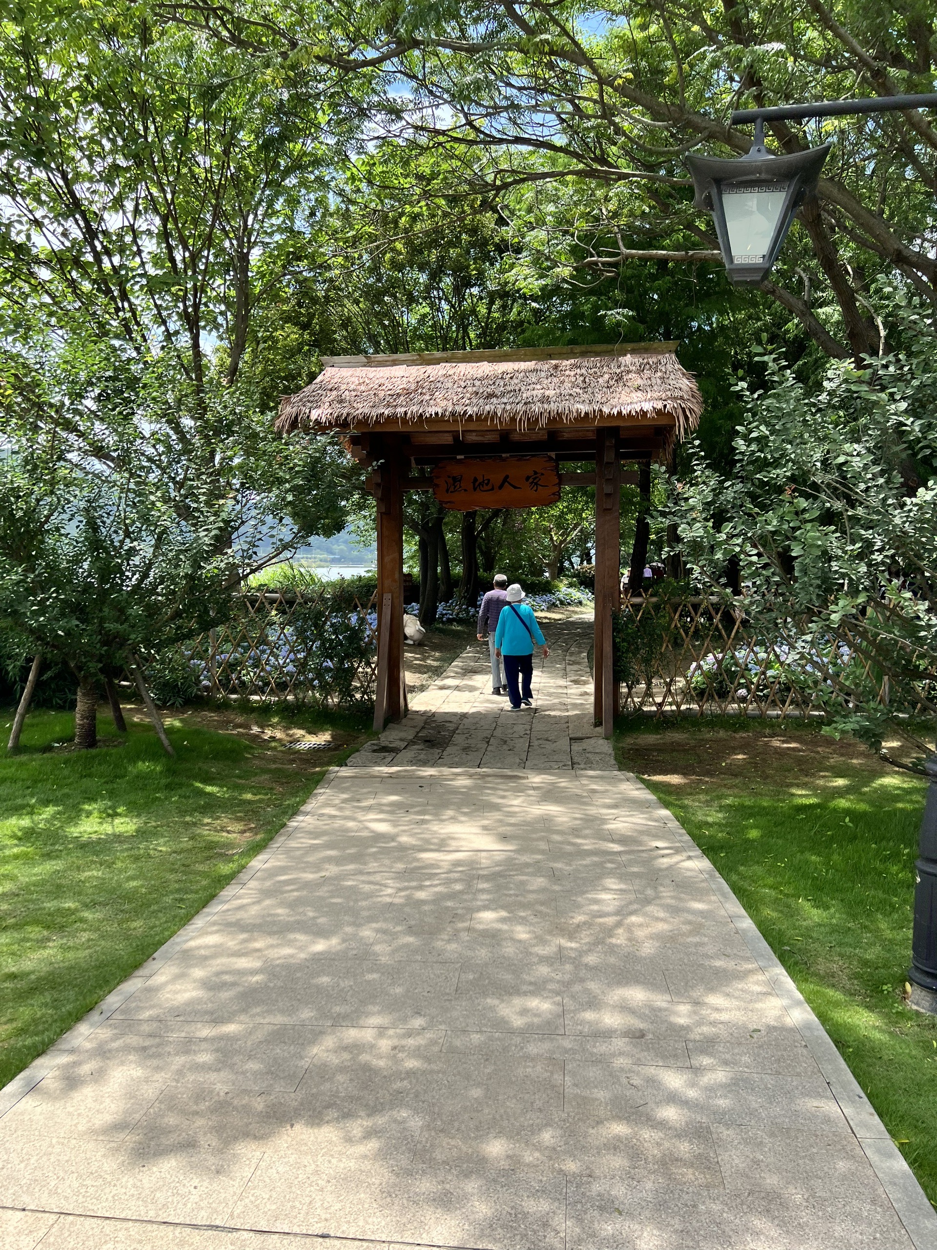 家门口的风景～花海公园的马鞭草和绣球花_2022福州花海公园-凉亭