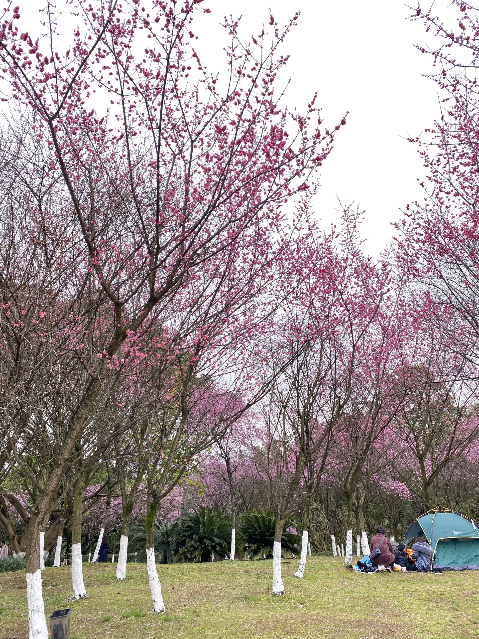 重庆2022年赏花好去处｜早樱盛开，照母山这里也可以赏花了