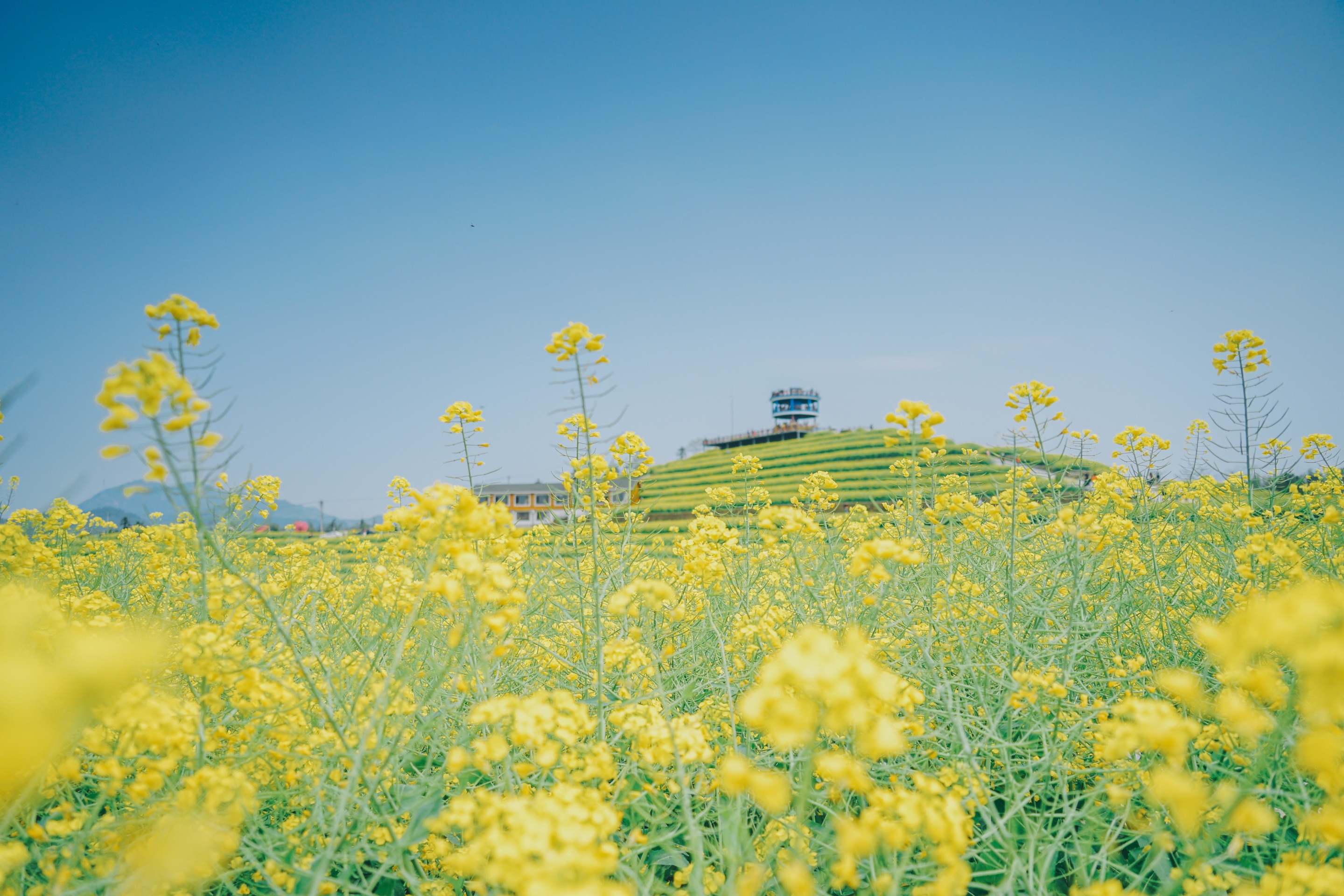 杭州周边最美油菜花，三百六十度梯田盛放的空中花园_黑山顶