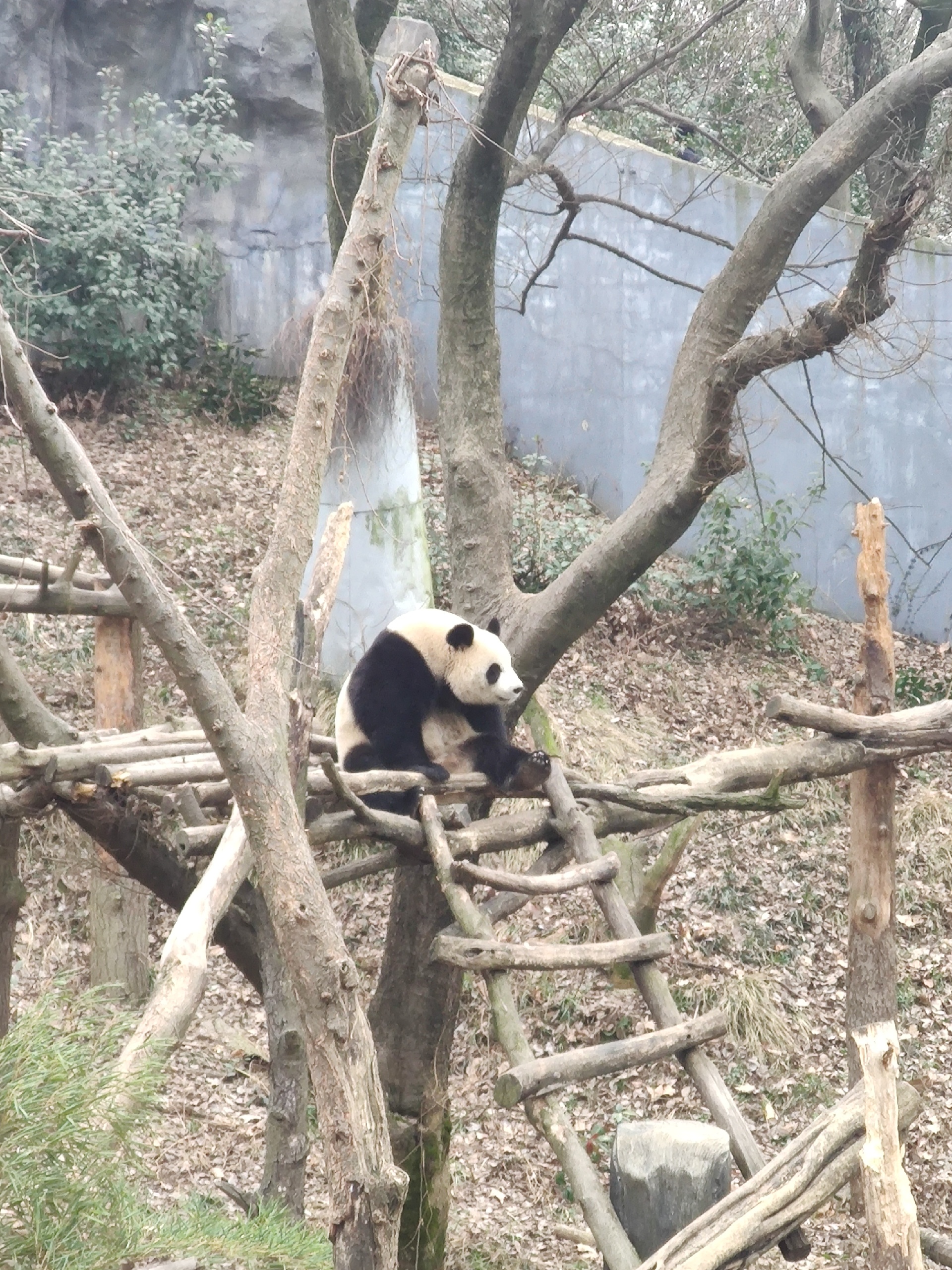 全国最好的公立动物园-南京红山森林动物园