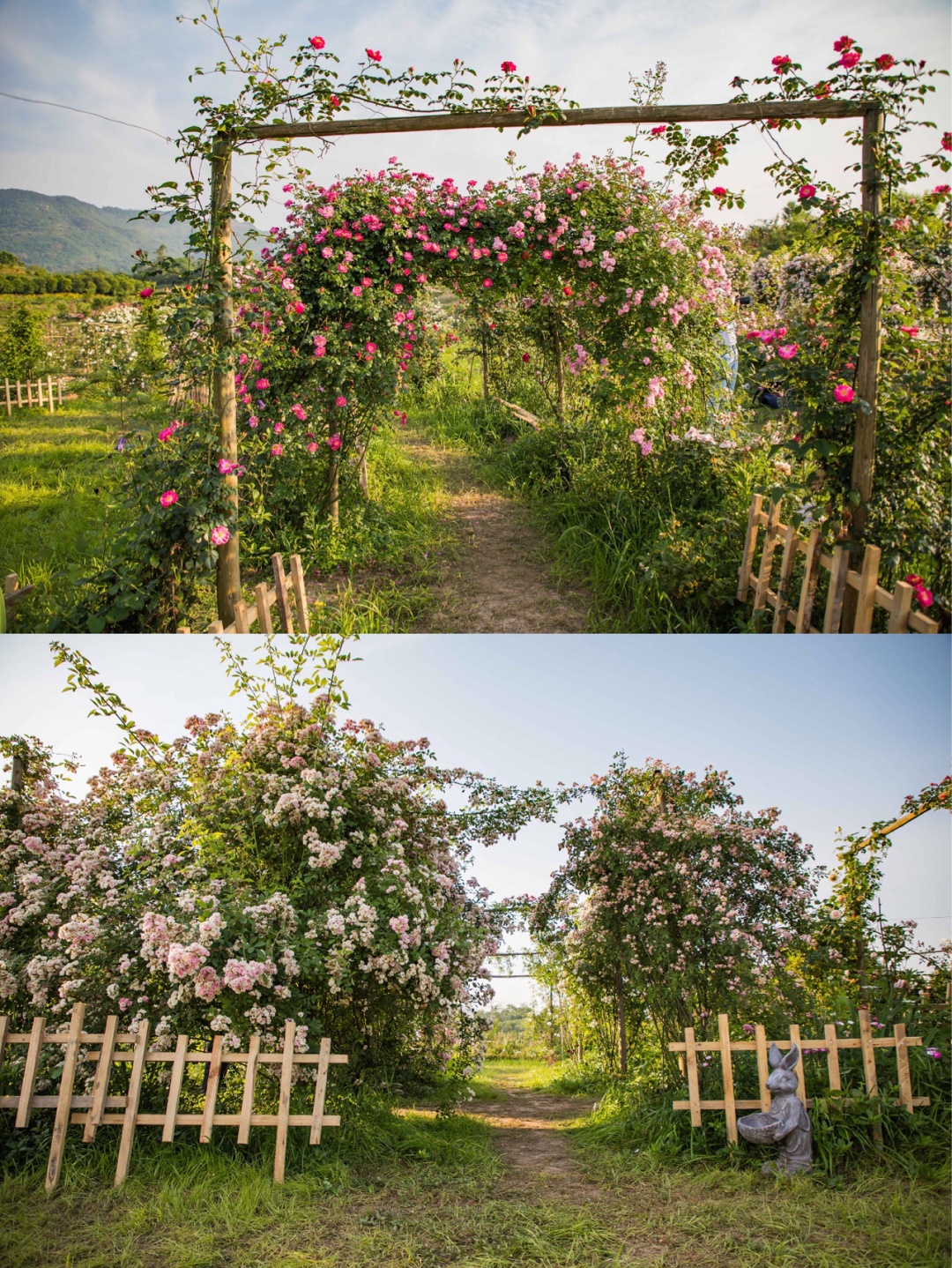 洛莎玫瑰园-重庆拍照藏在主城的莫奈花园花期正盛