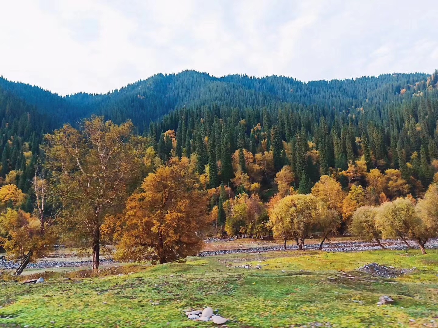 诗和远方——新疆巩乃斯国家森林公园