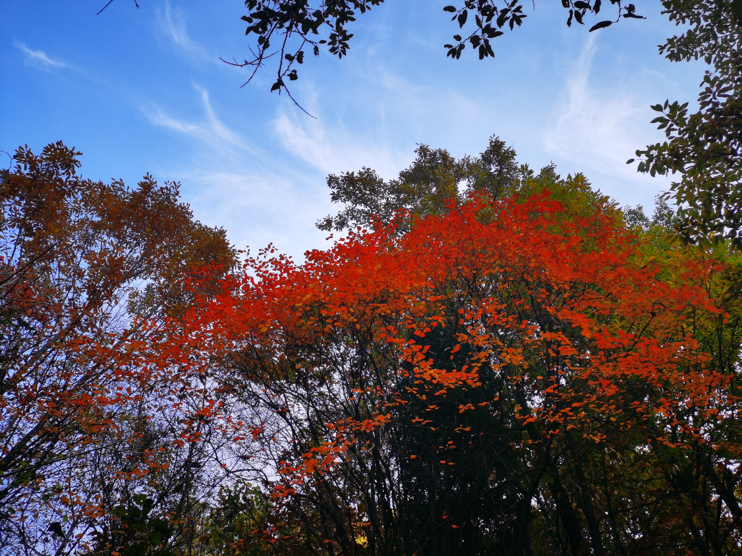 嘉午台，看满山红叶，应该是这个秋天累并幸福的一件事情