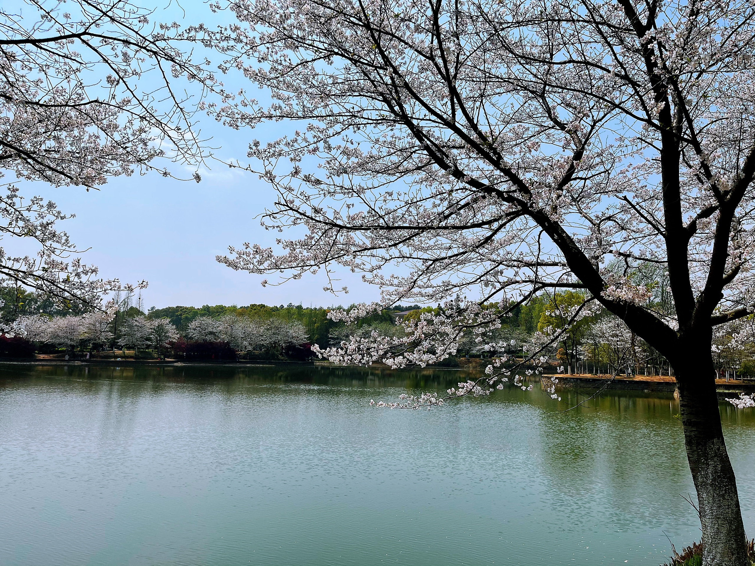 春天的味道 江西省林科院赏樱花