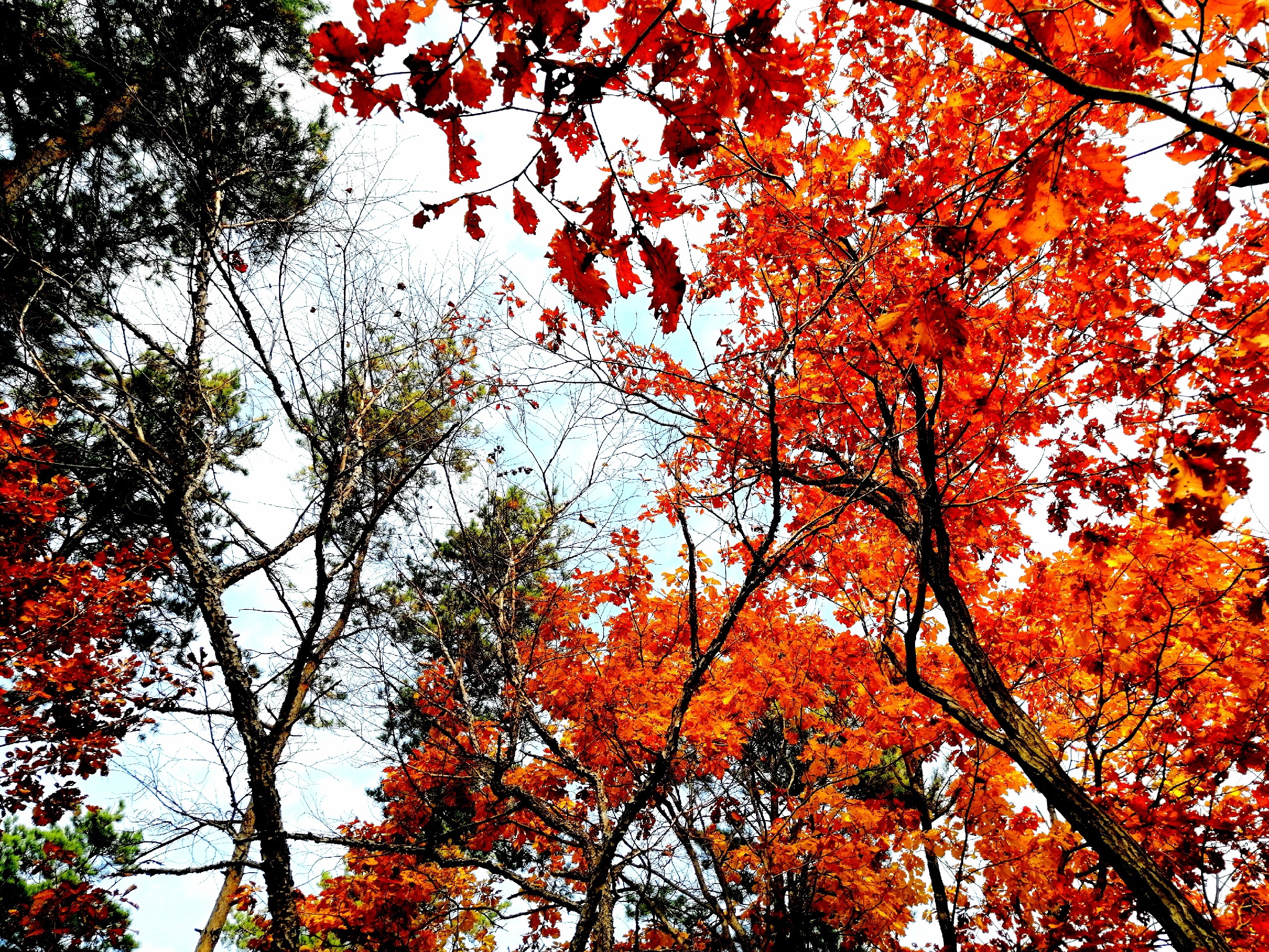 秋色斑斓玉龙溪-玉龙溪原始森林公园