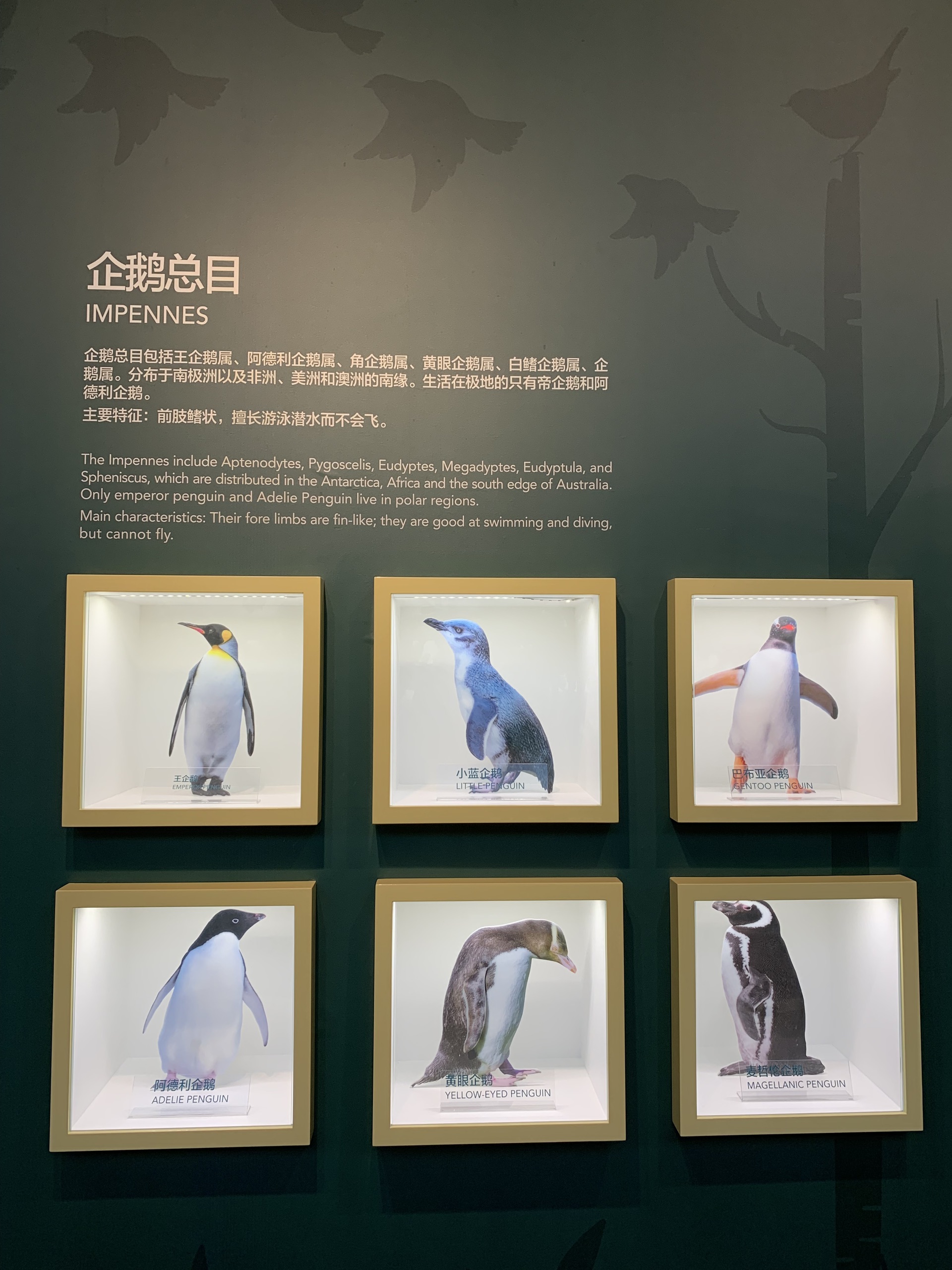 一天只能进一百个人：北戴河必去的地方——秦皇岛鸟类博物馆