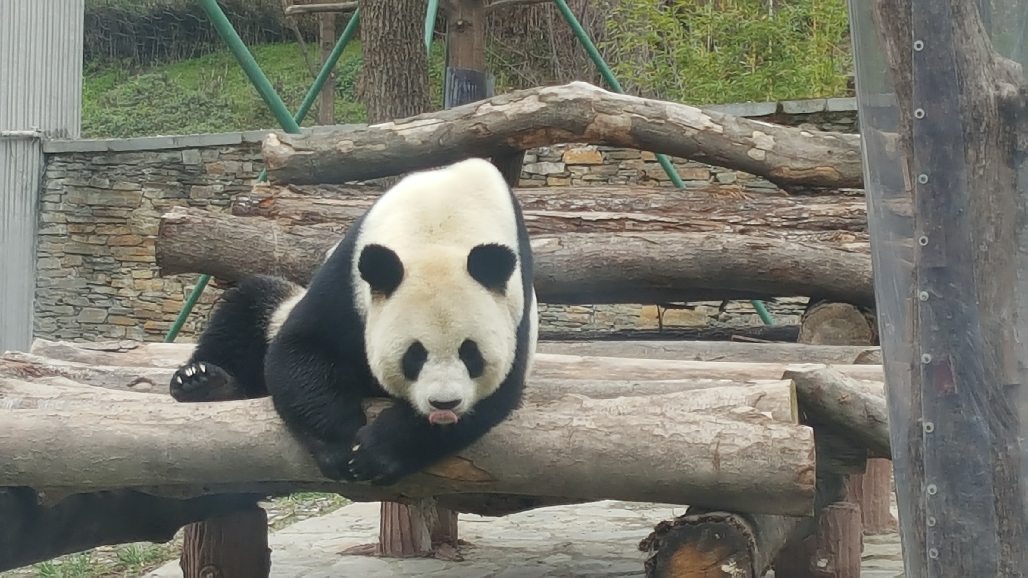 卧龙中华大熊猫苑神树坪基地