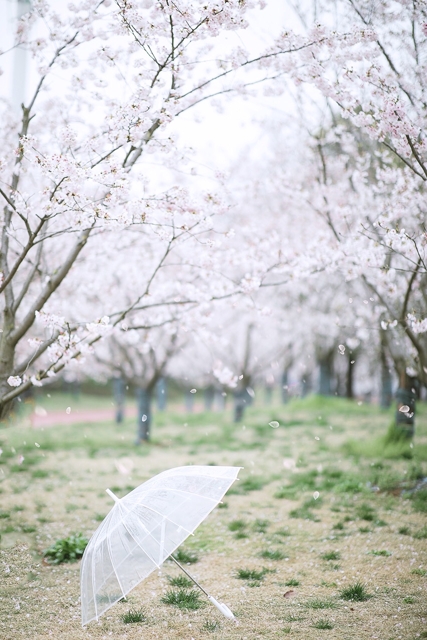 【南京樱花】与春天来一场浪漫的约会