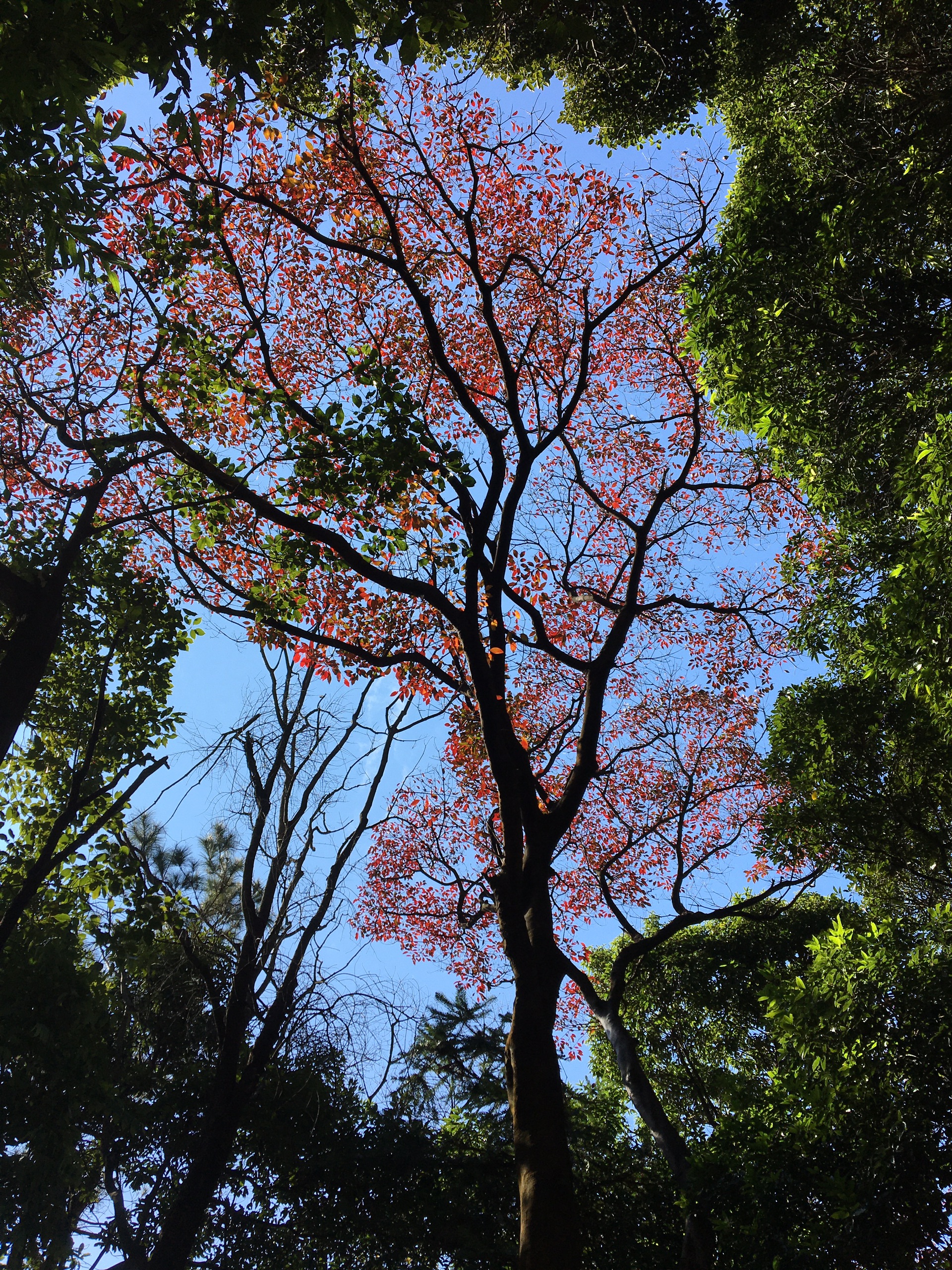 石门国家森林公园——红枫其实并不红，多是金黄暗红色，路上远观的美过观赏点