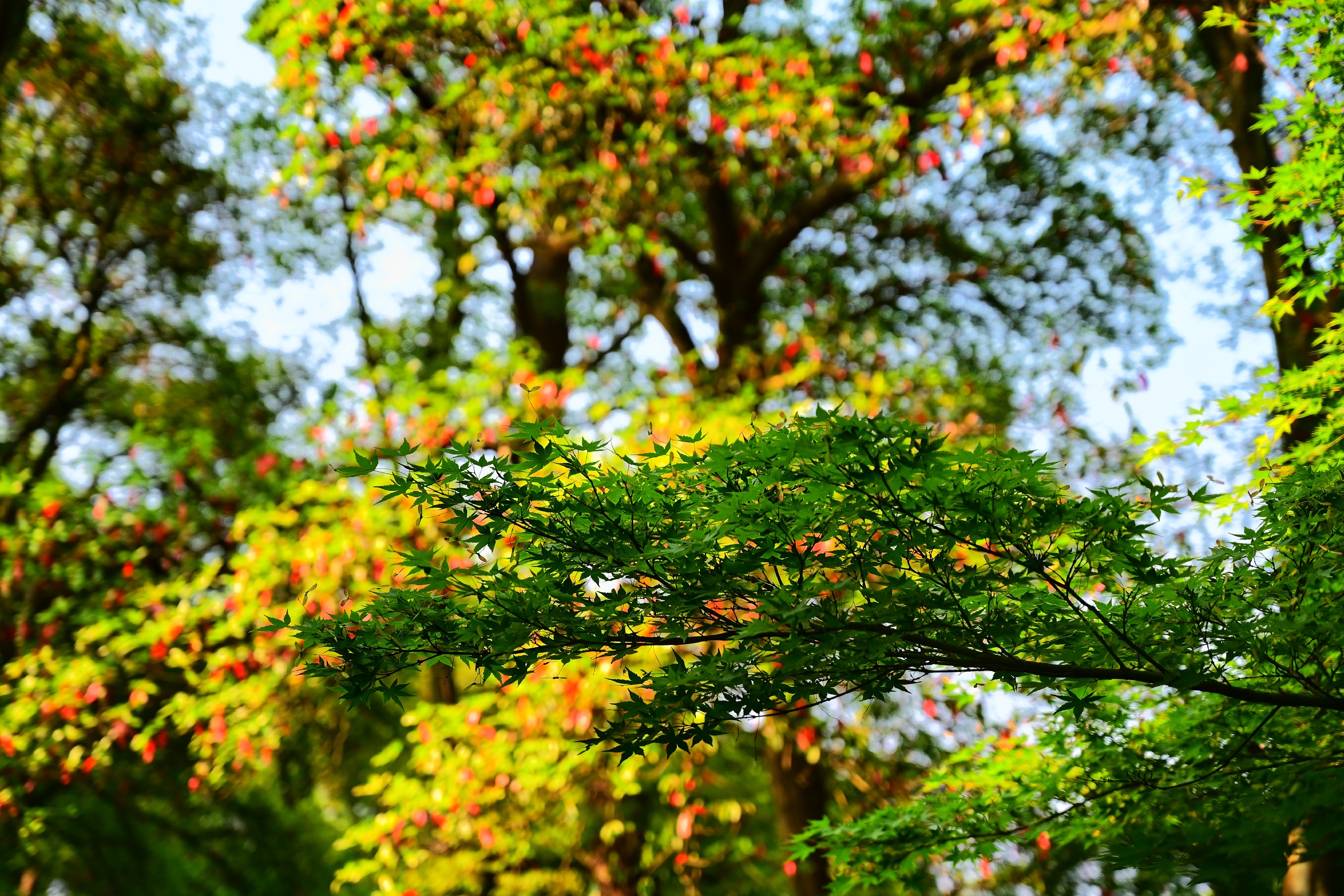 夏日的清凉避暑地——杭州植物园