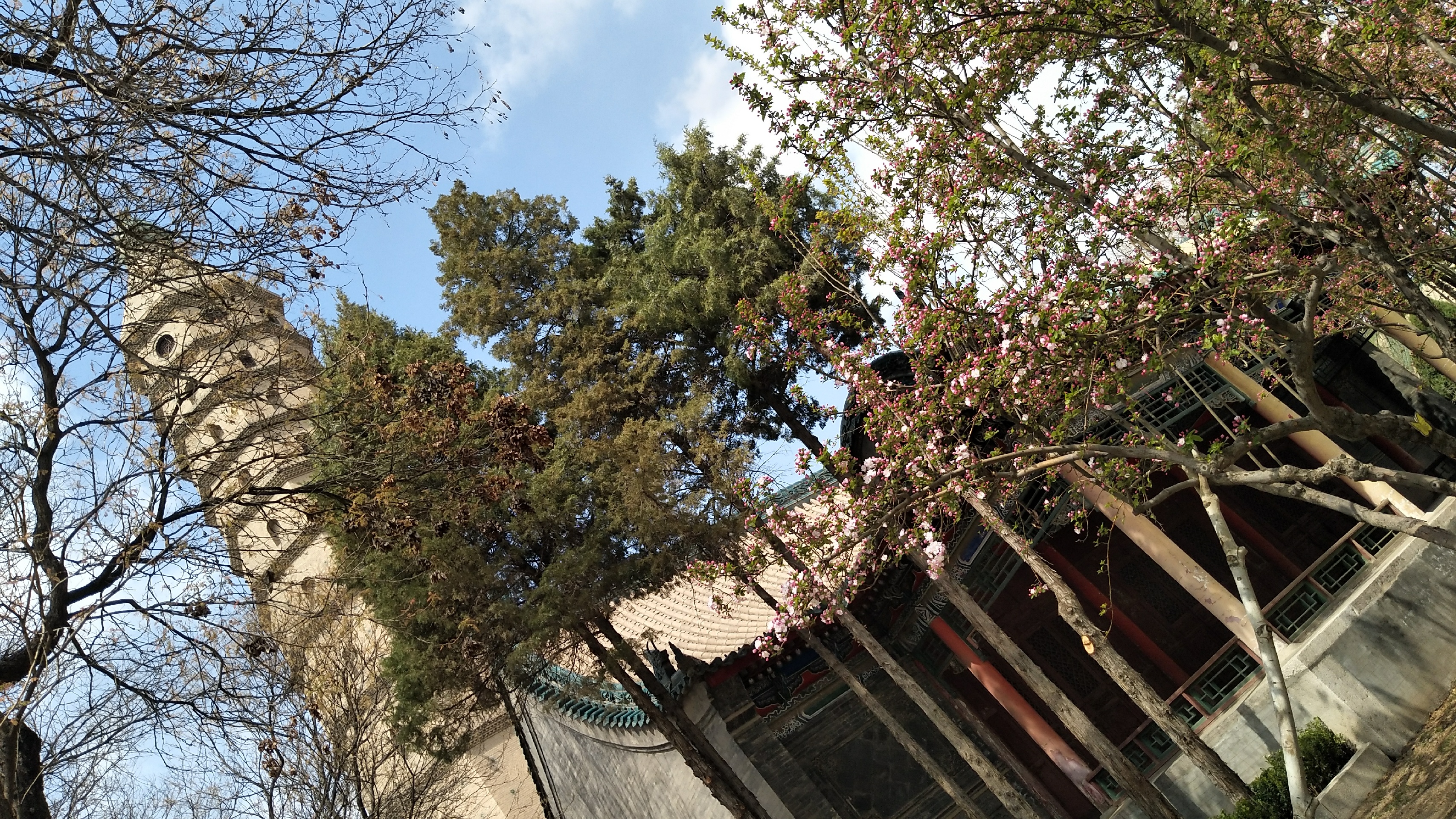清明时节踏春去，银川市的承天寺里的春色满园