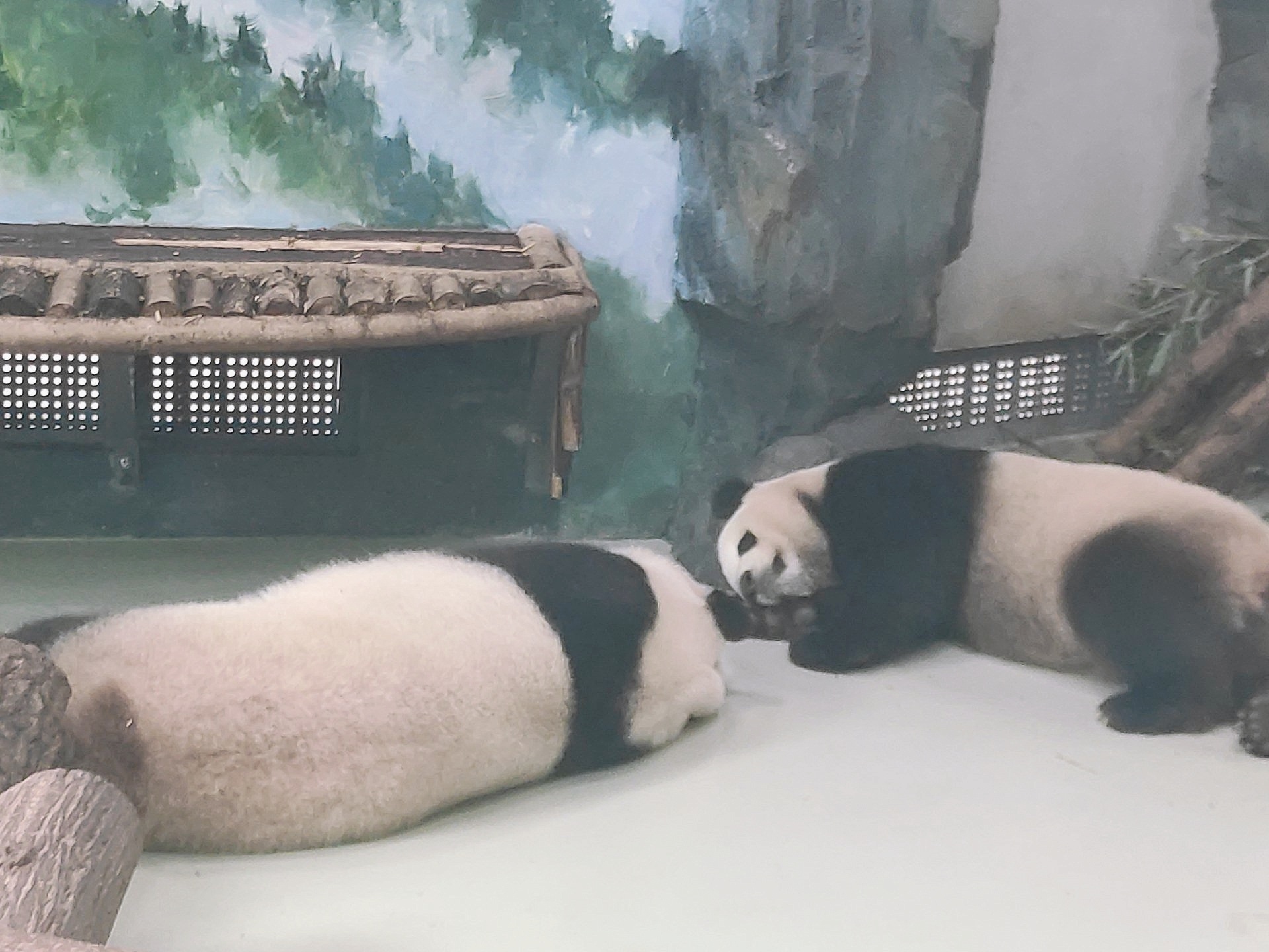 到成都大熊猫繁育研究基地看中国国宝四川熊猫攻略