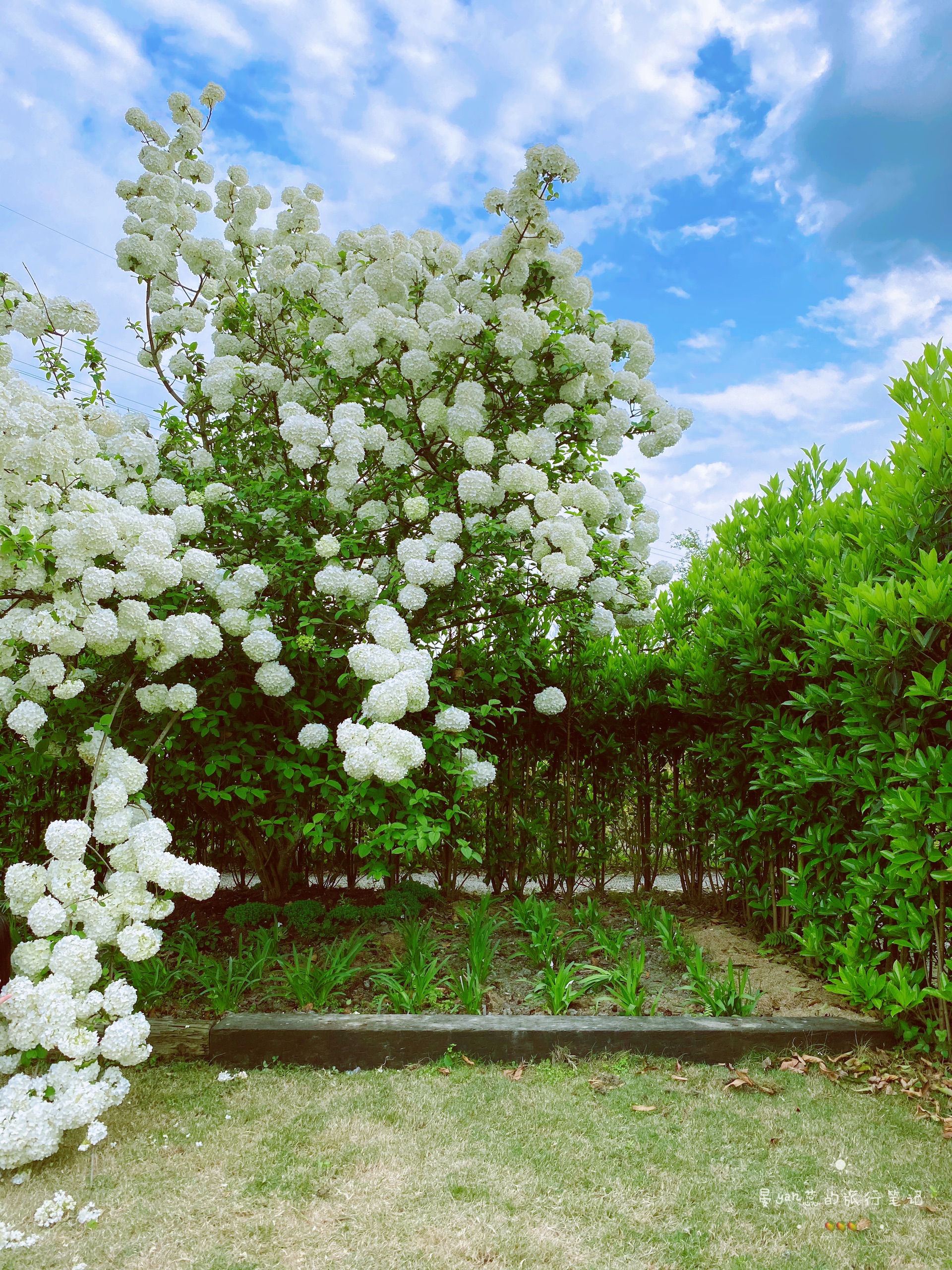 去•海蒂和噜噜的花园•定格『木绣球』的春天