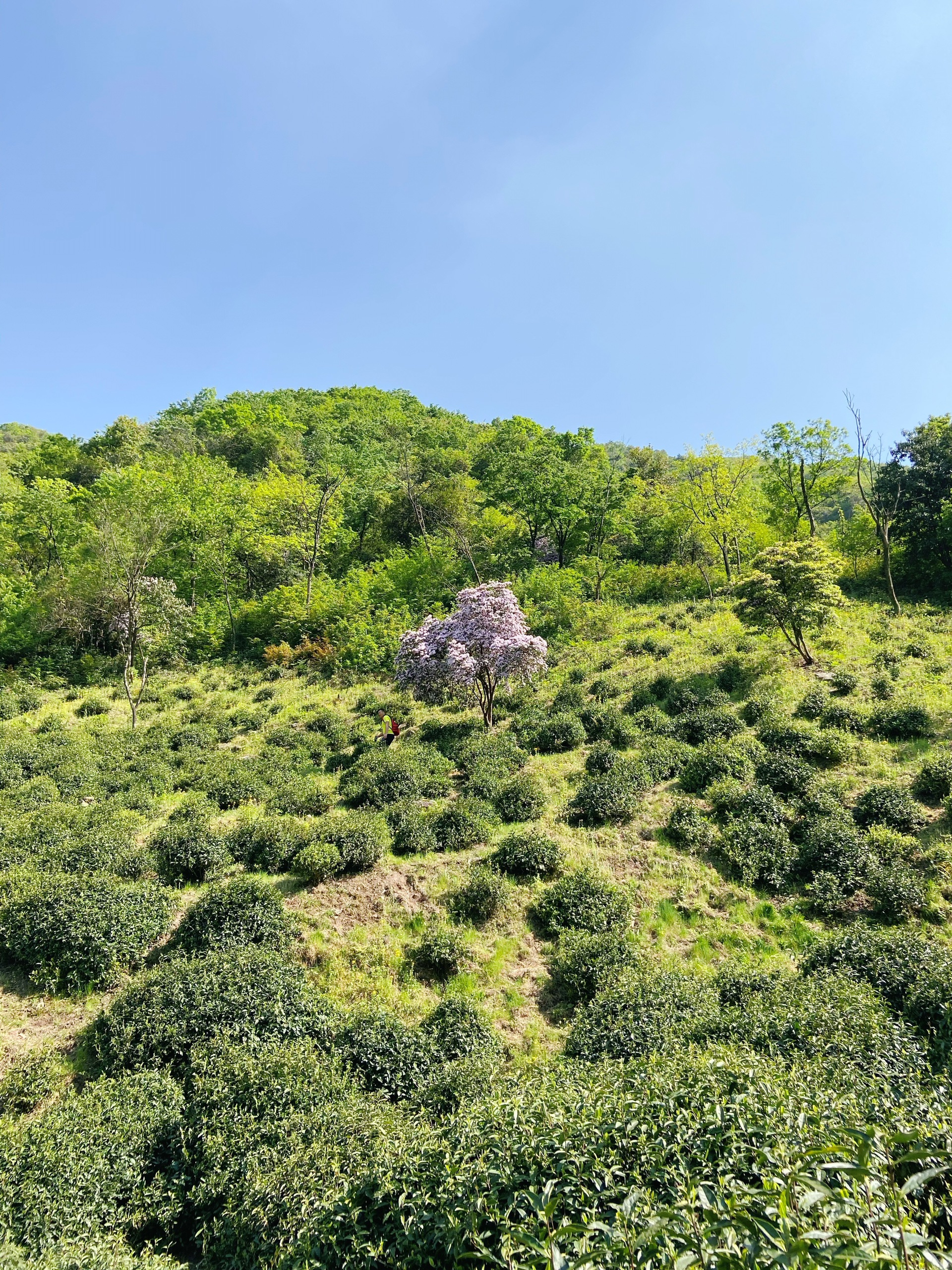 东白山上荡一荡-漫山的小黄花和野生高山茶树