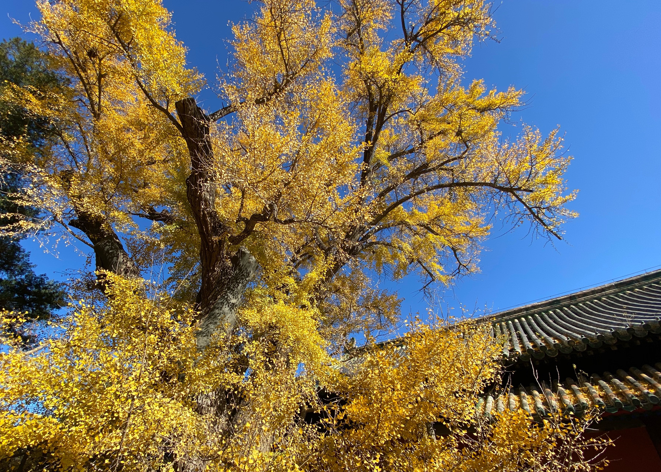 北京看银杏叶的好地方！西山大觉寺｜千年银杏见证的初冬暖阳