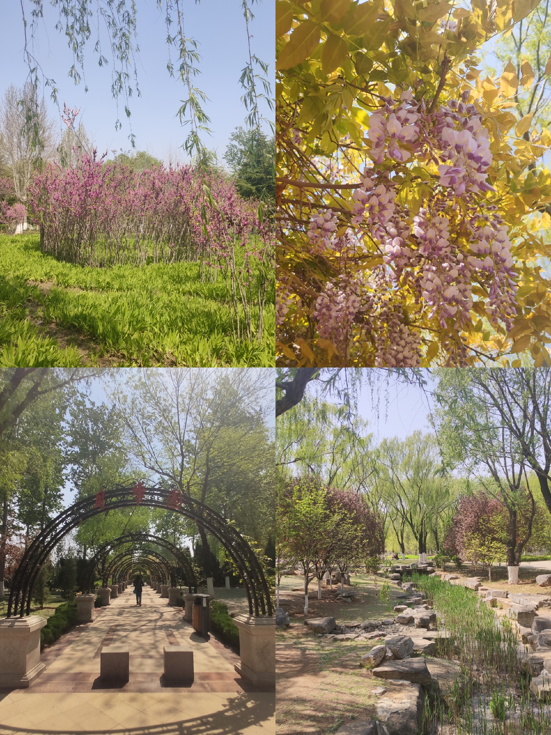 【推荐打卡】济南新植物园，在这里看遍春天的所有颜色