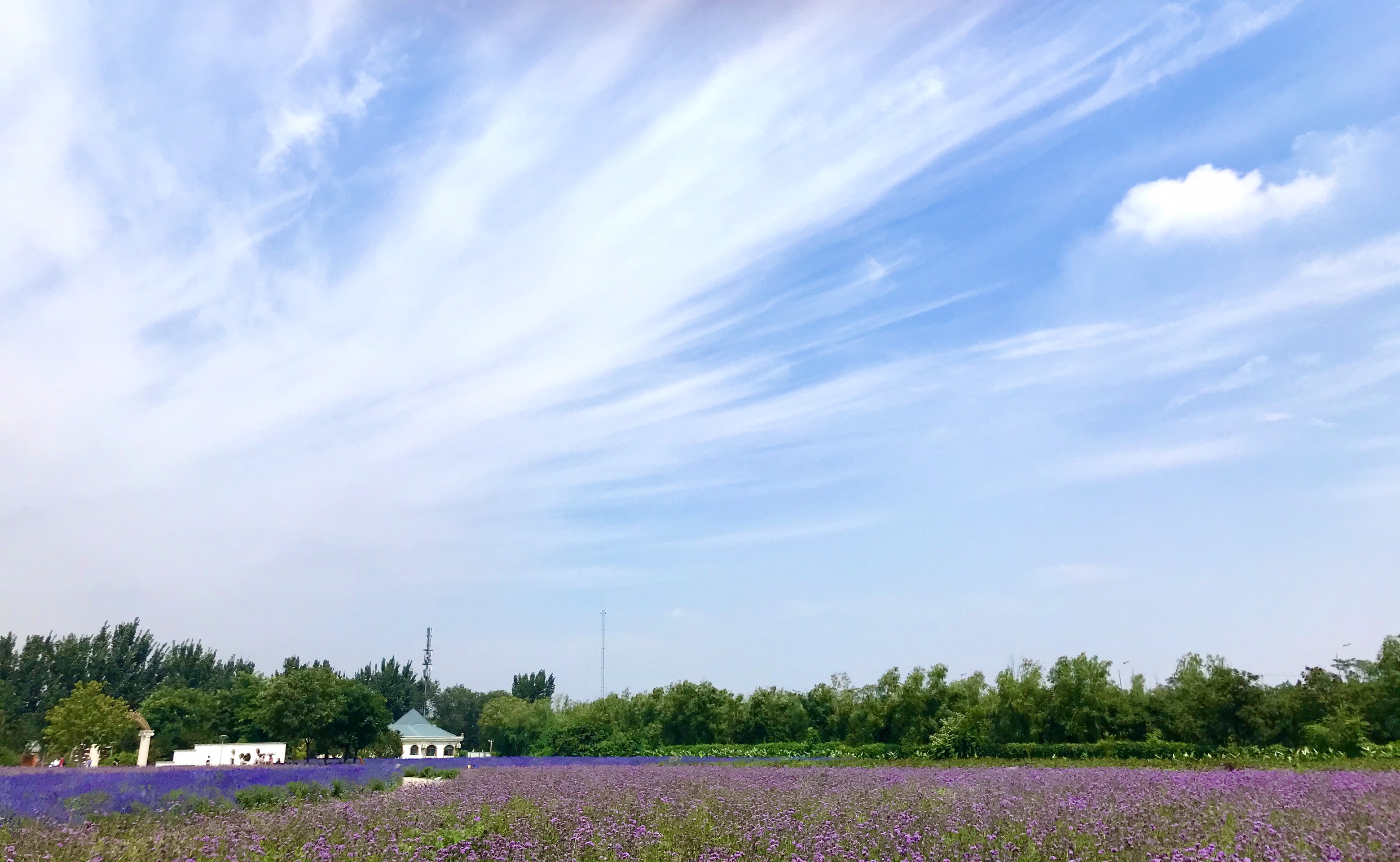 紫谷伊甸园！开满了紫色的薰衣草和马鞭草