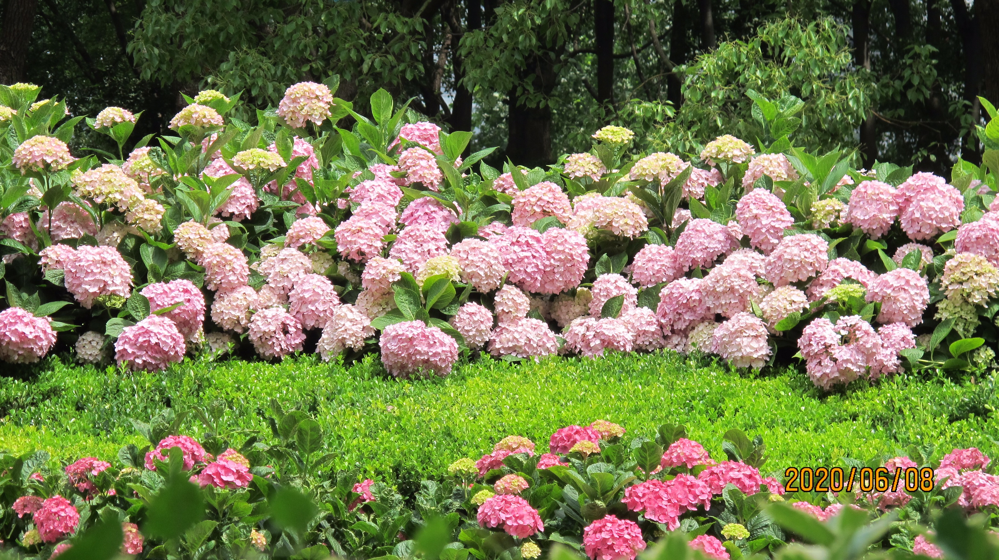 不用去镰仓家门口的绣球花也可以这么好看-上海世纪公园