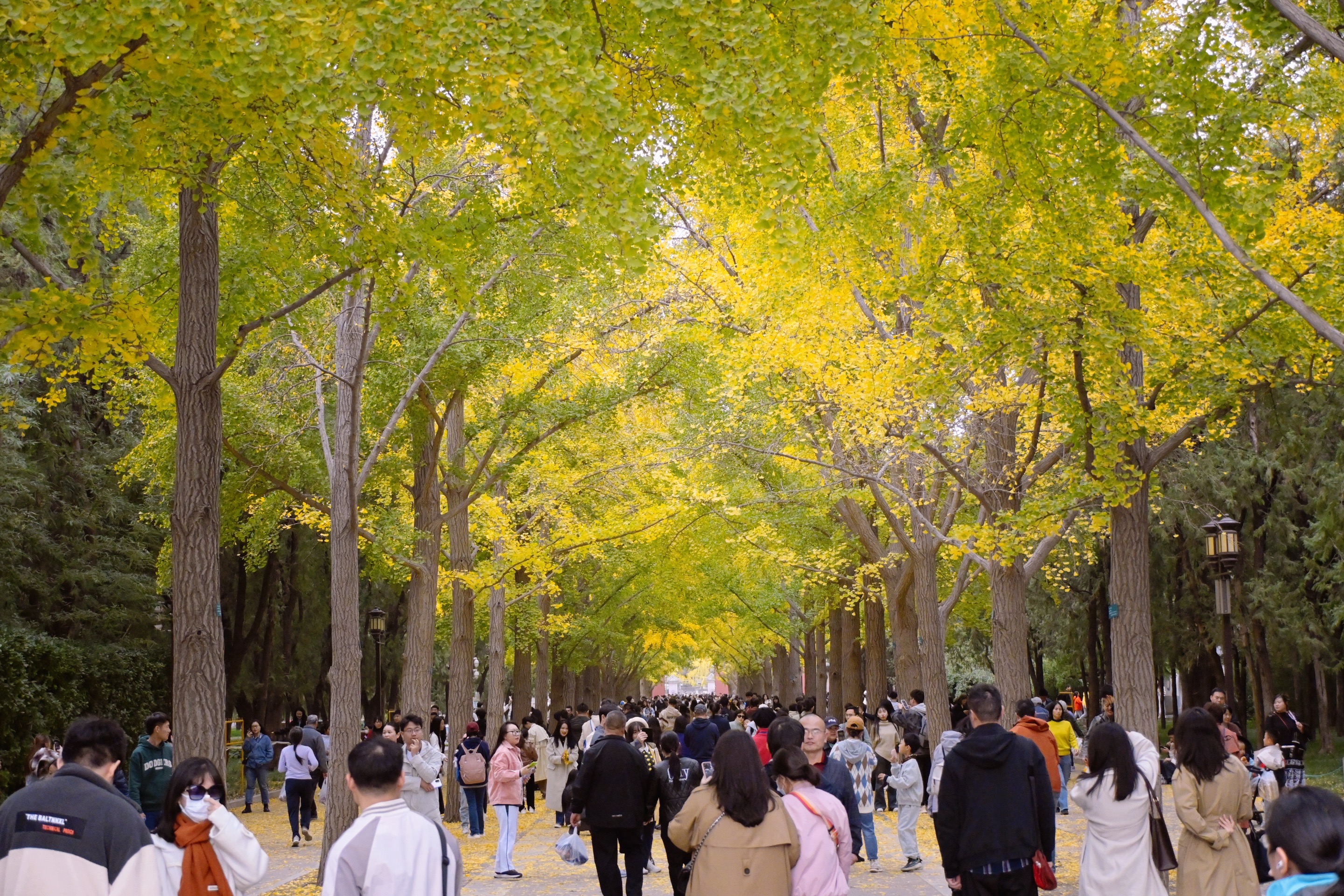秋天的北京地坛公园银杏大道