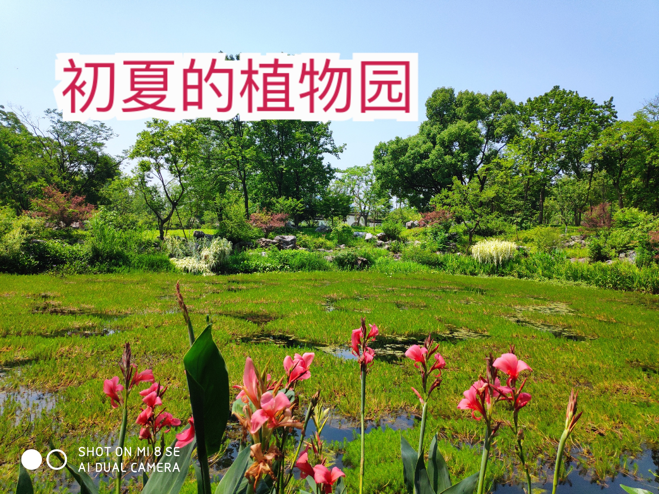 杭州避暑胜地！杭州植物园的清凉初夏