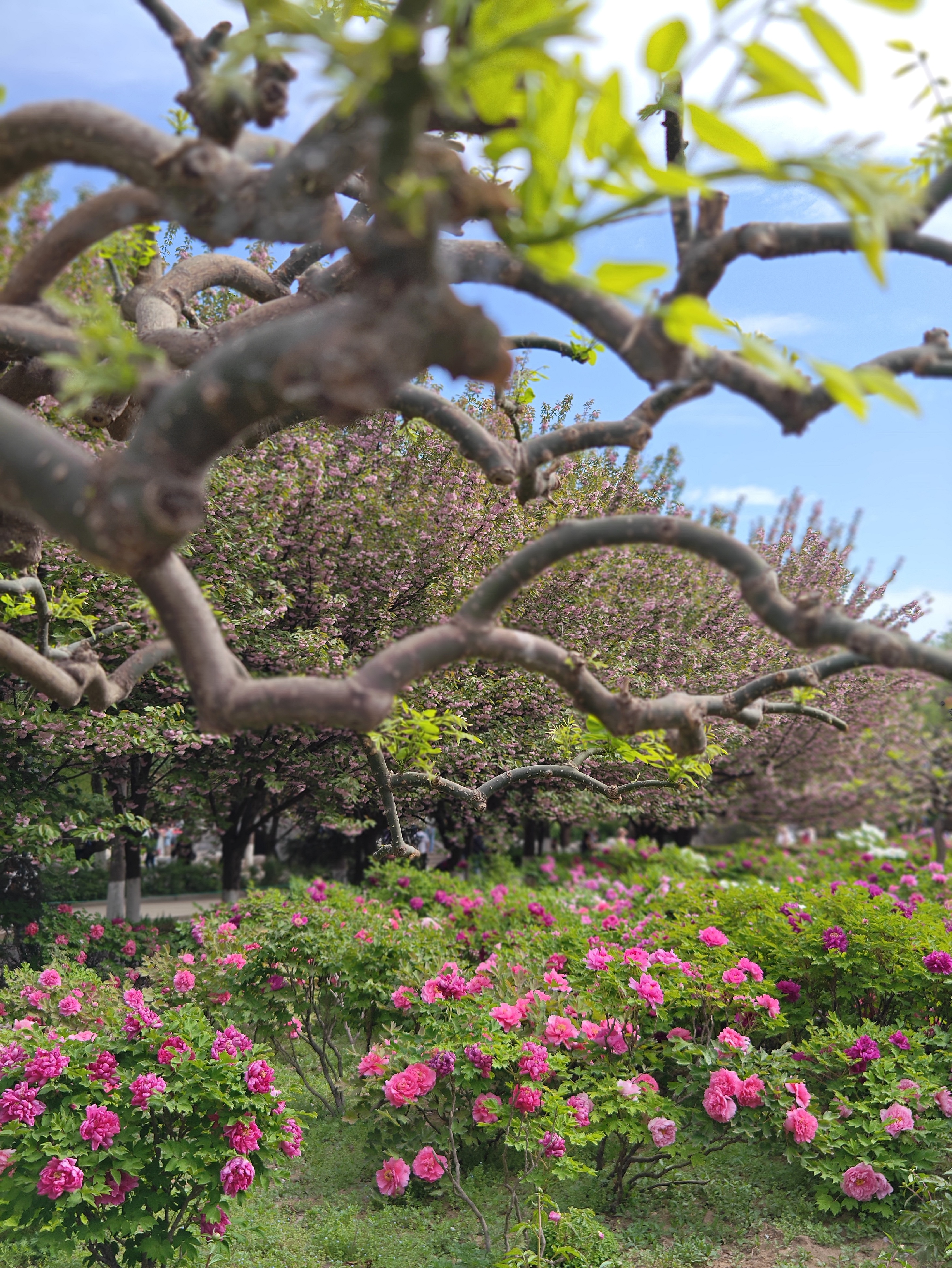 2024西安青龙寺的四月，春色满园，姹紫嫣红。